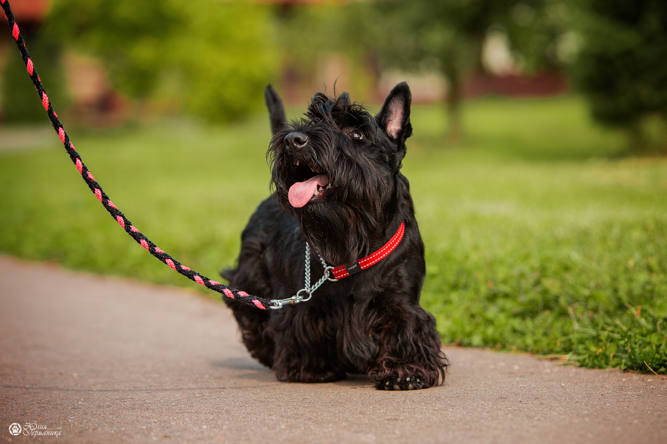Свободная съемка. Фотограф-анималист Юлия Германика