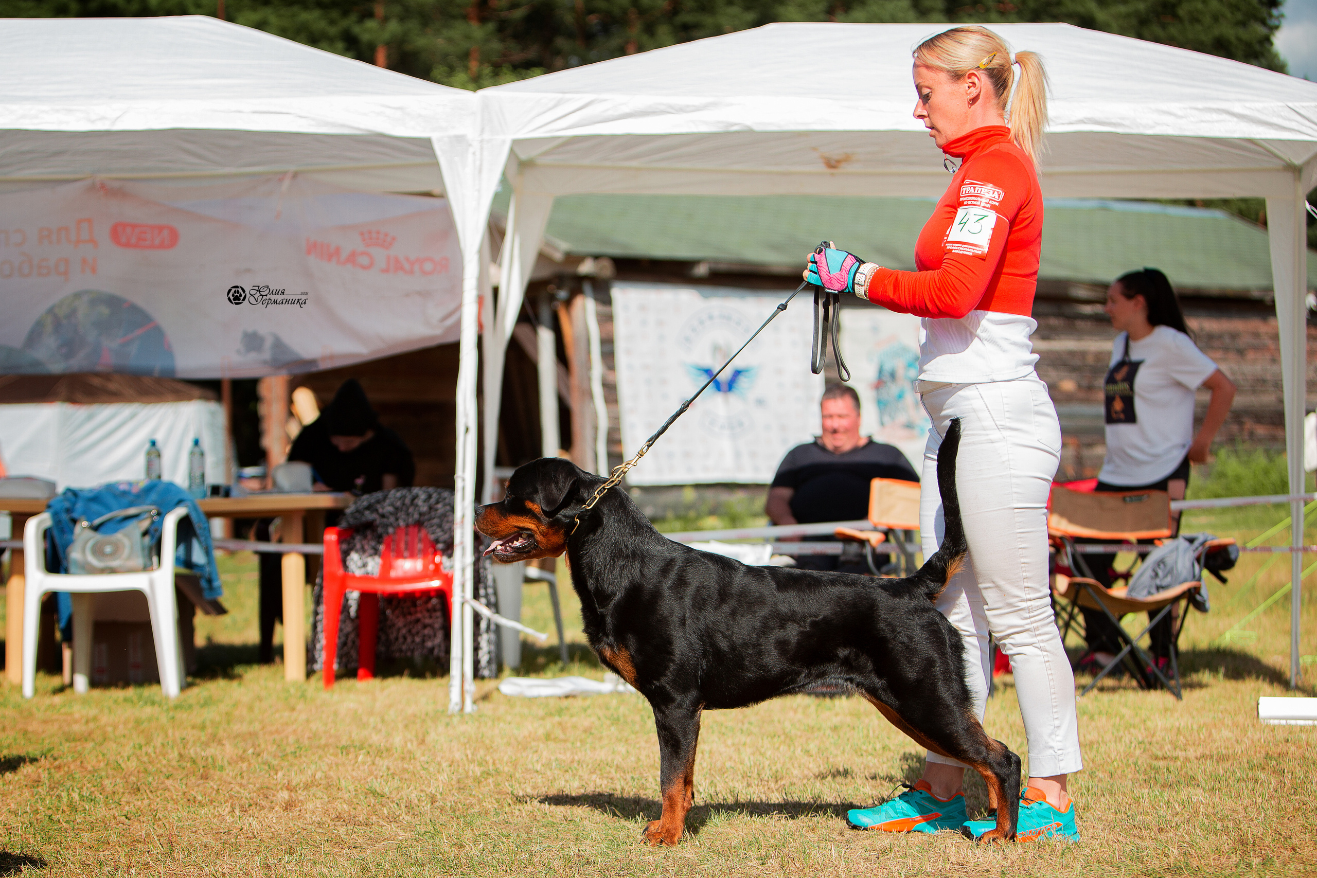 Тверь моно ротвейлеров 3-4 июля 2021. Фотограф-анималист Юлия Германика