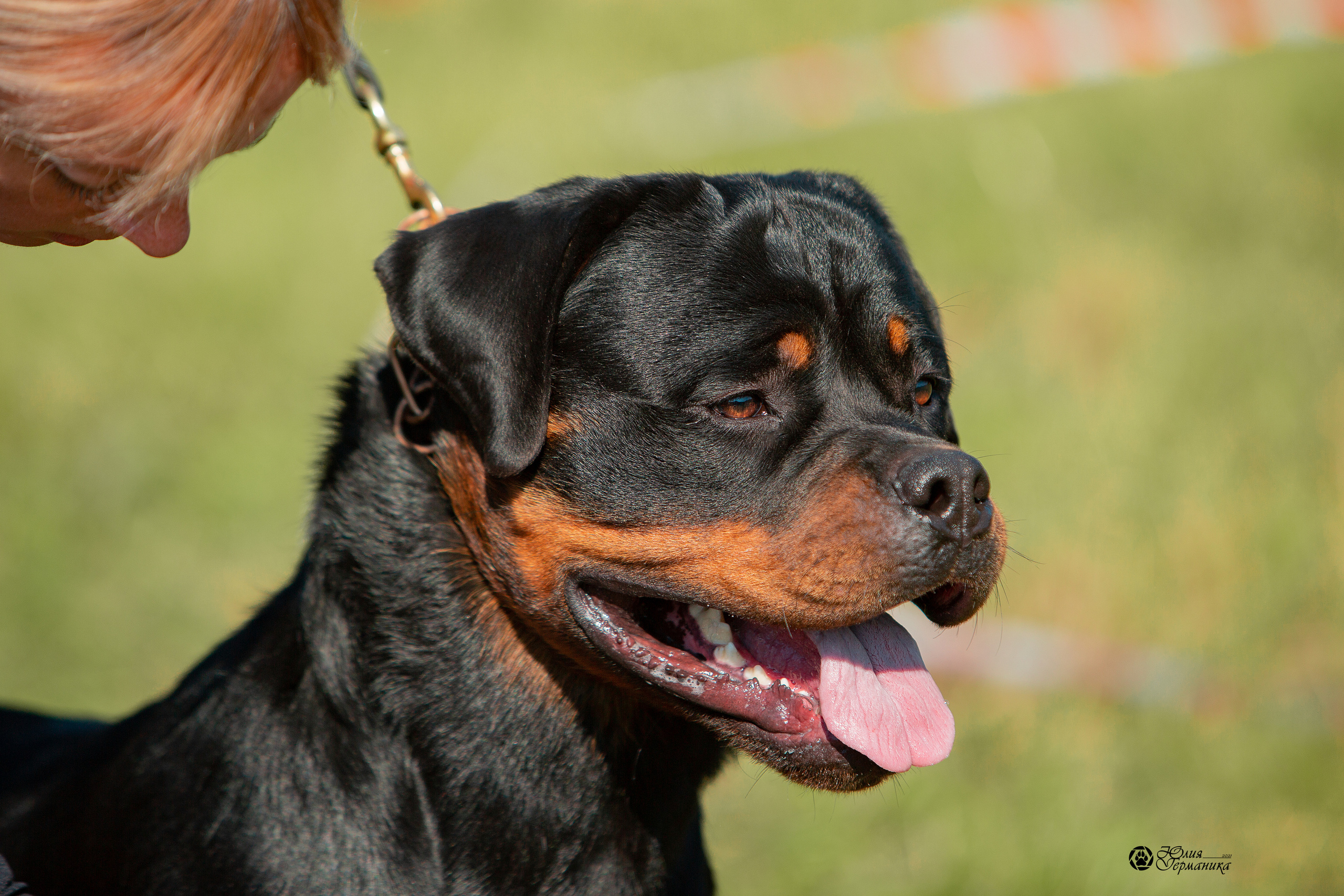 Рязань,Ховрино 14-15 августа 2021 моно ротвейлеров. Фотограф-анималист Юлия Германика