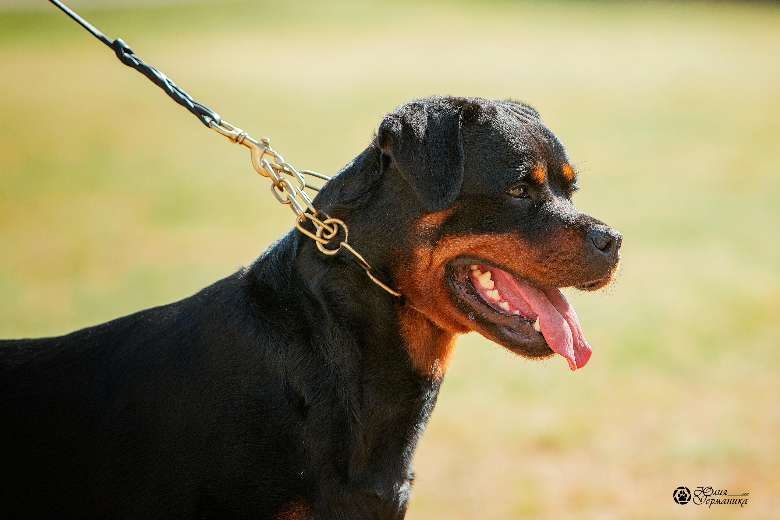 Тверь моно ротвейлеров 3-4 июля 2021. Фотограф-анималист Юлия Германика