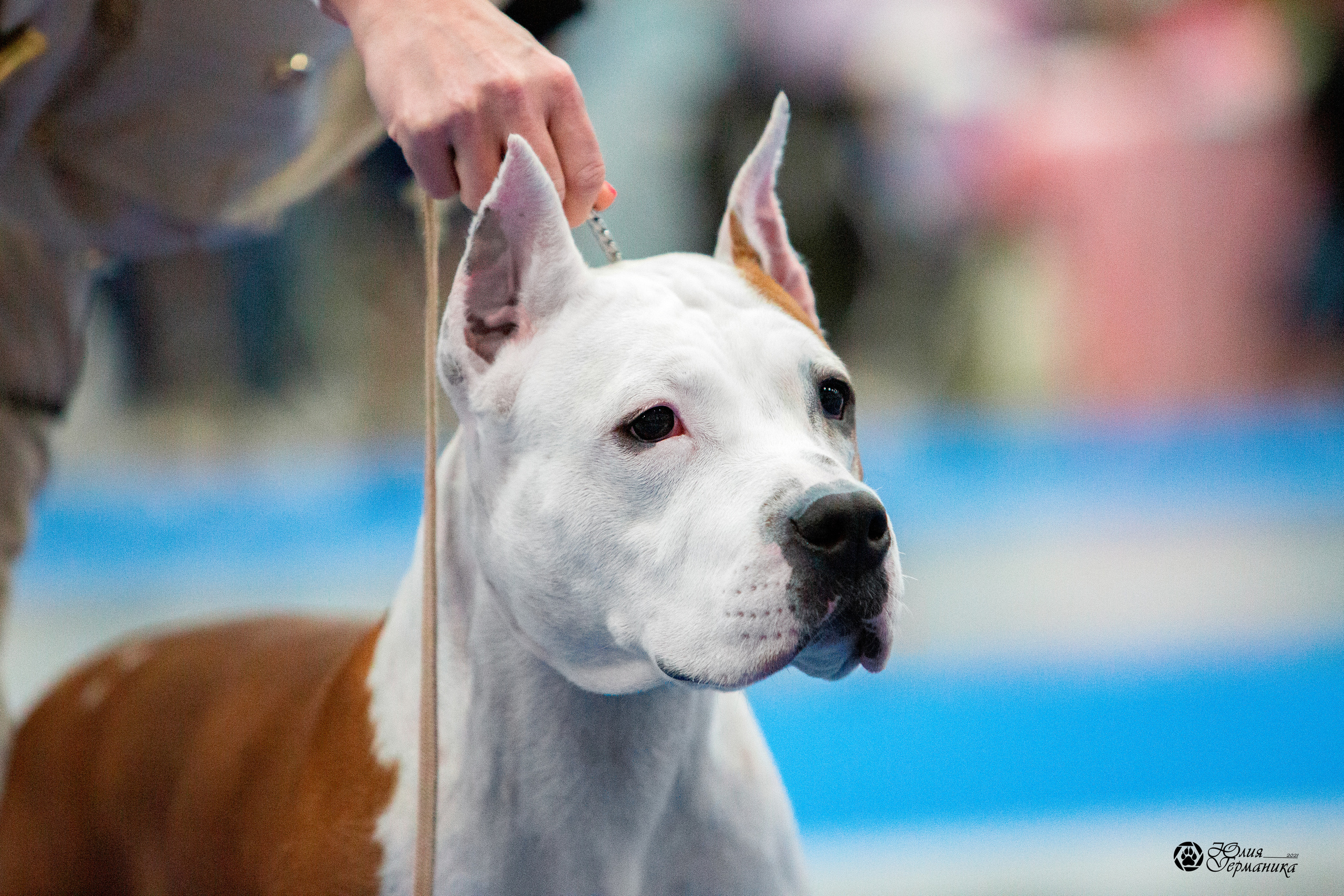 Питер 4 CACIB 22-25 октября 2021. Фотограф-анималист Юлия Германика
