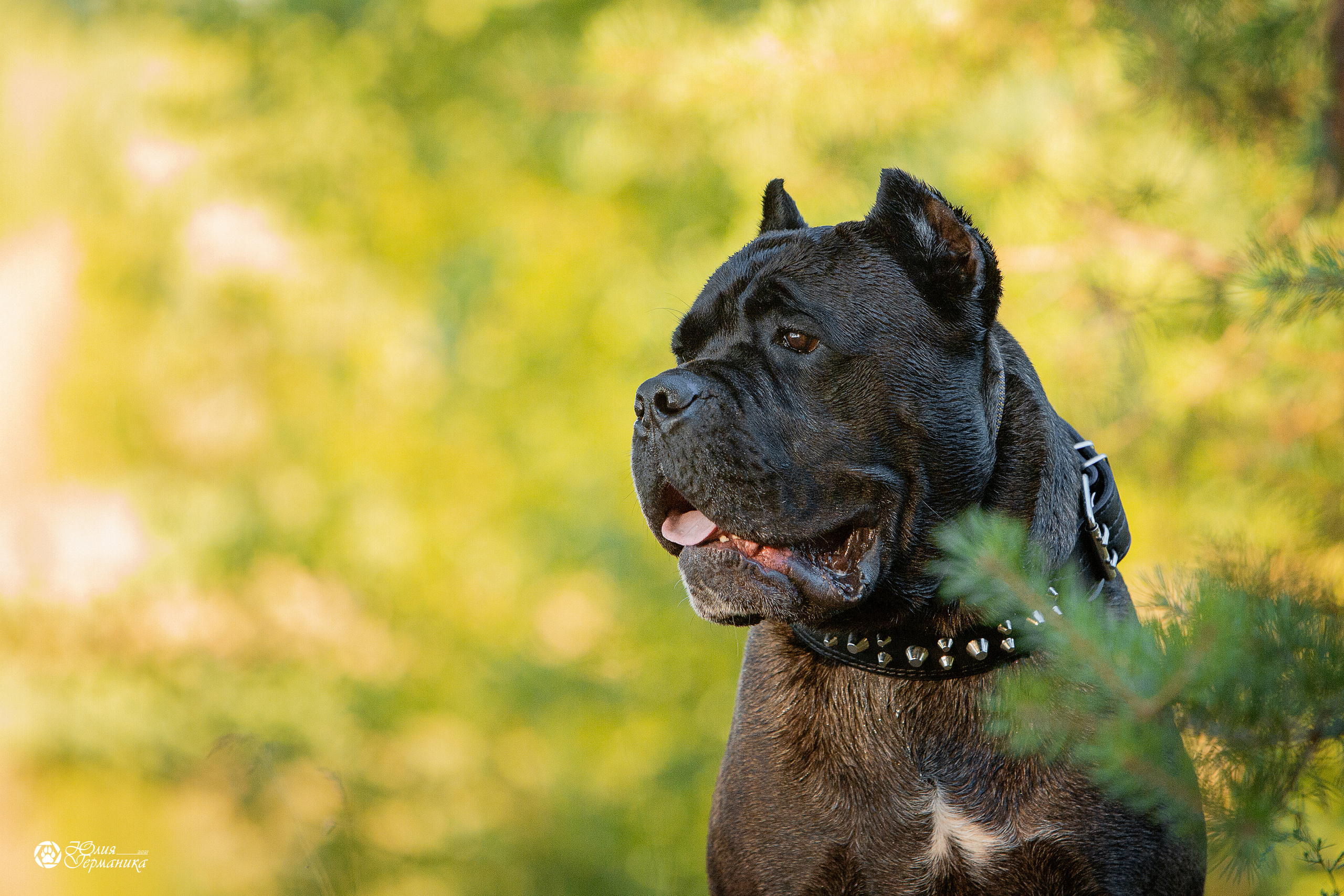 Свободная съемка. Фотограф-анималист Юлия Германика