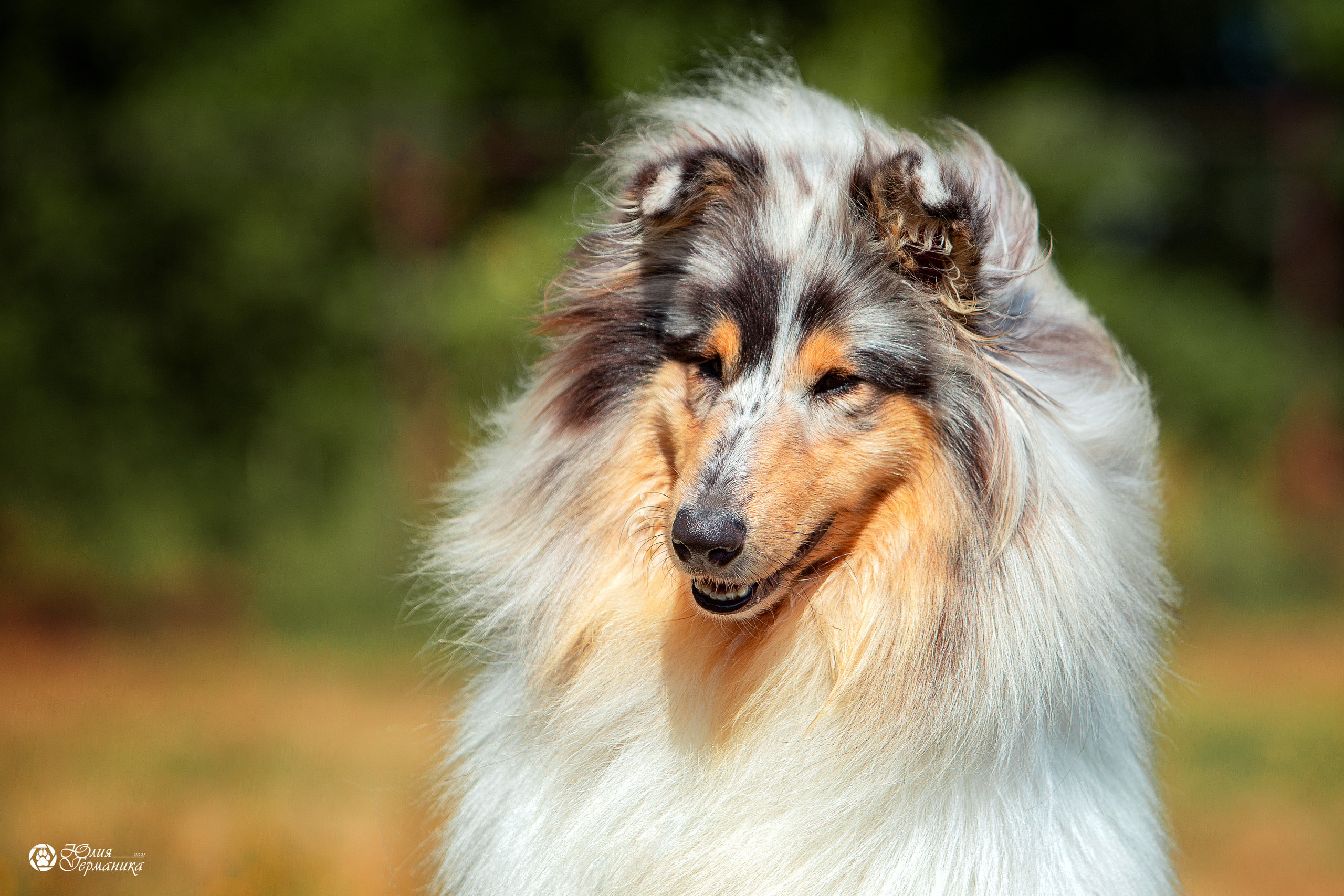 Свободная съемка. Фотограф-анималист Юлия Германика
