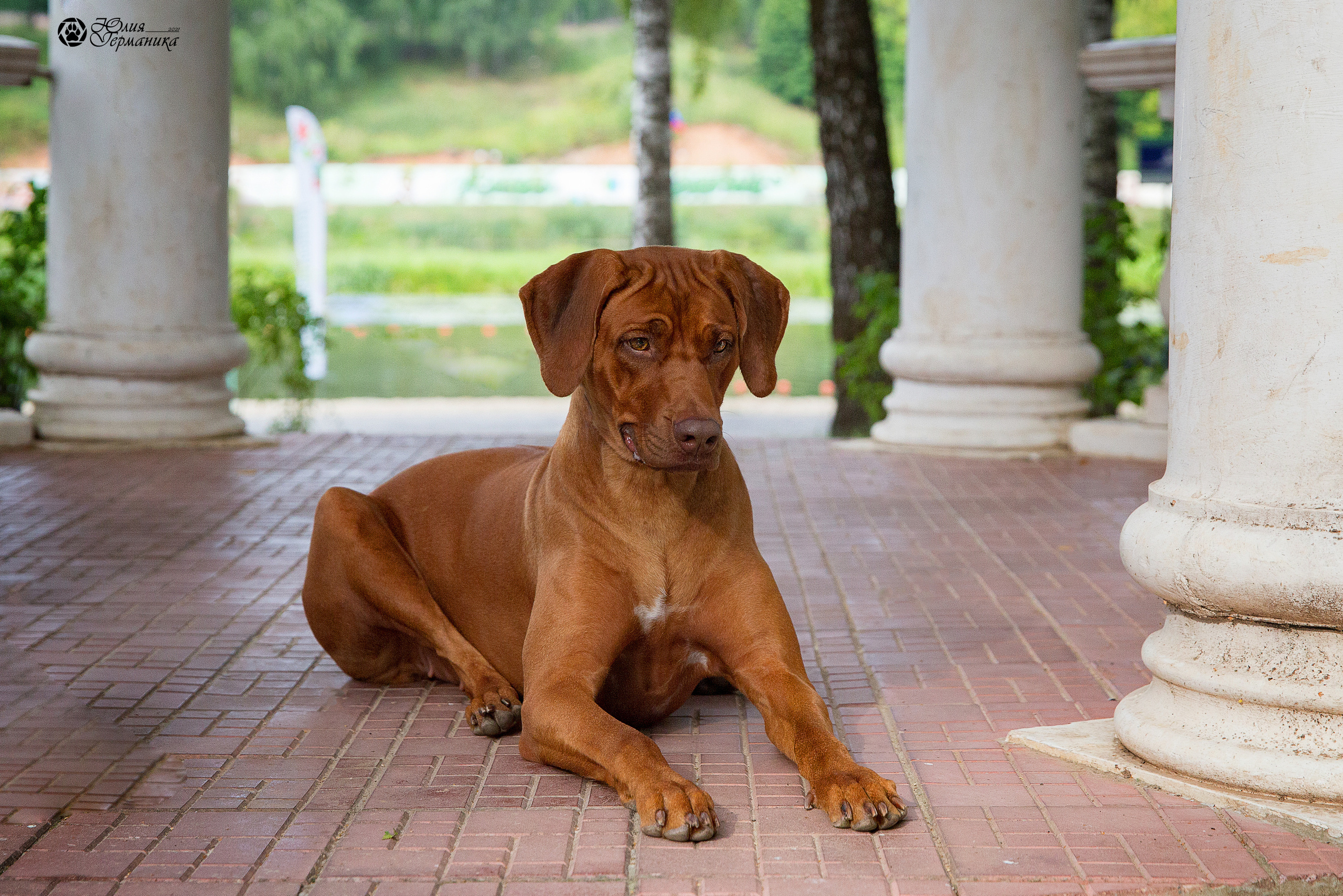Свободная съемка. Фотограф-анималист Юлия Германика