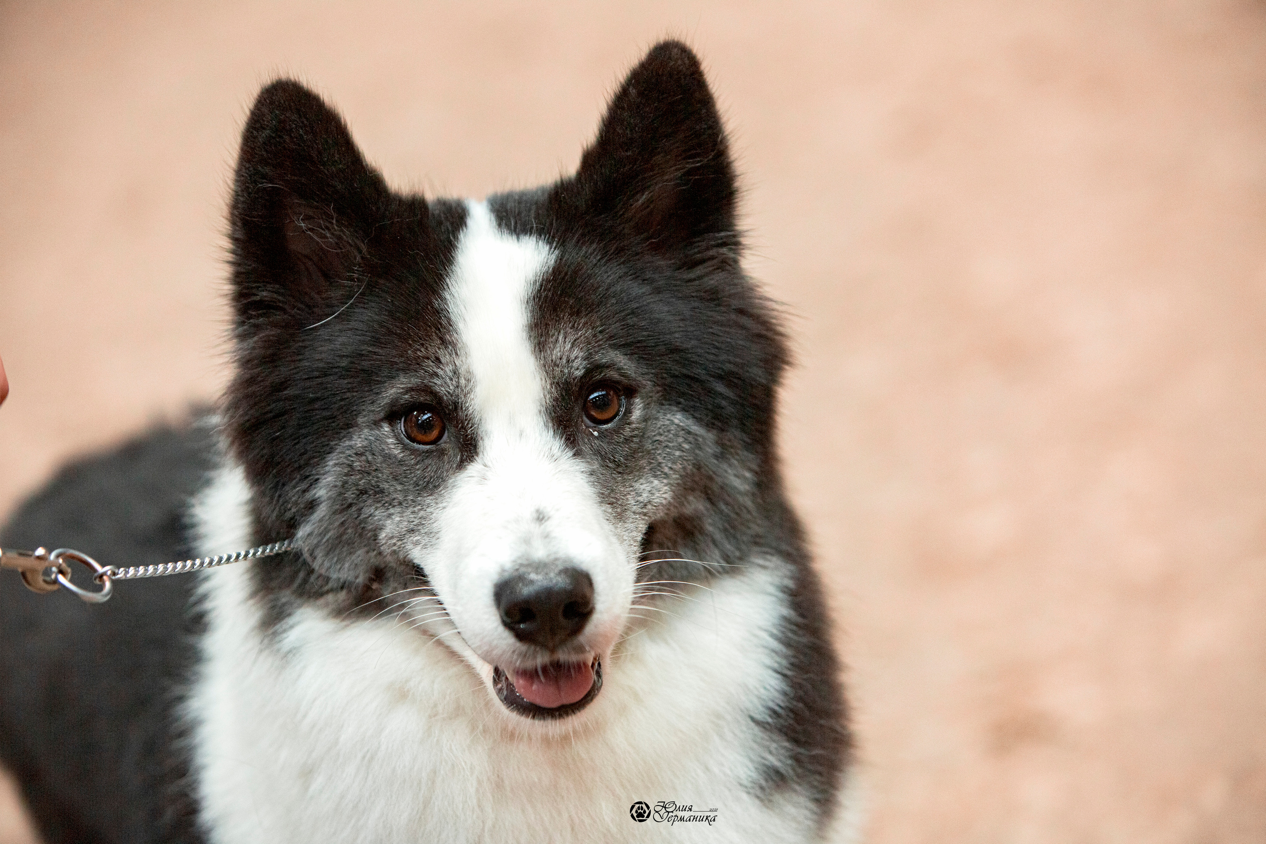 Минск 2хCACIB 27-28 ноября 2021