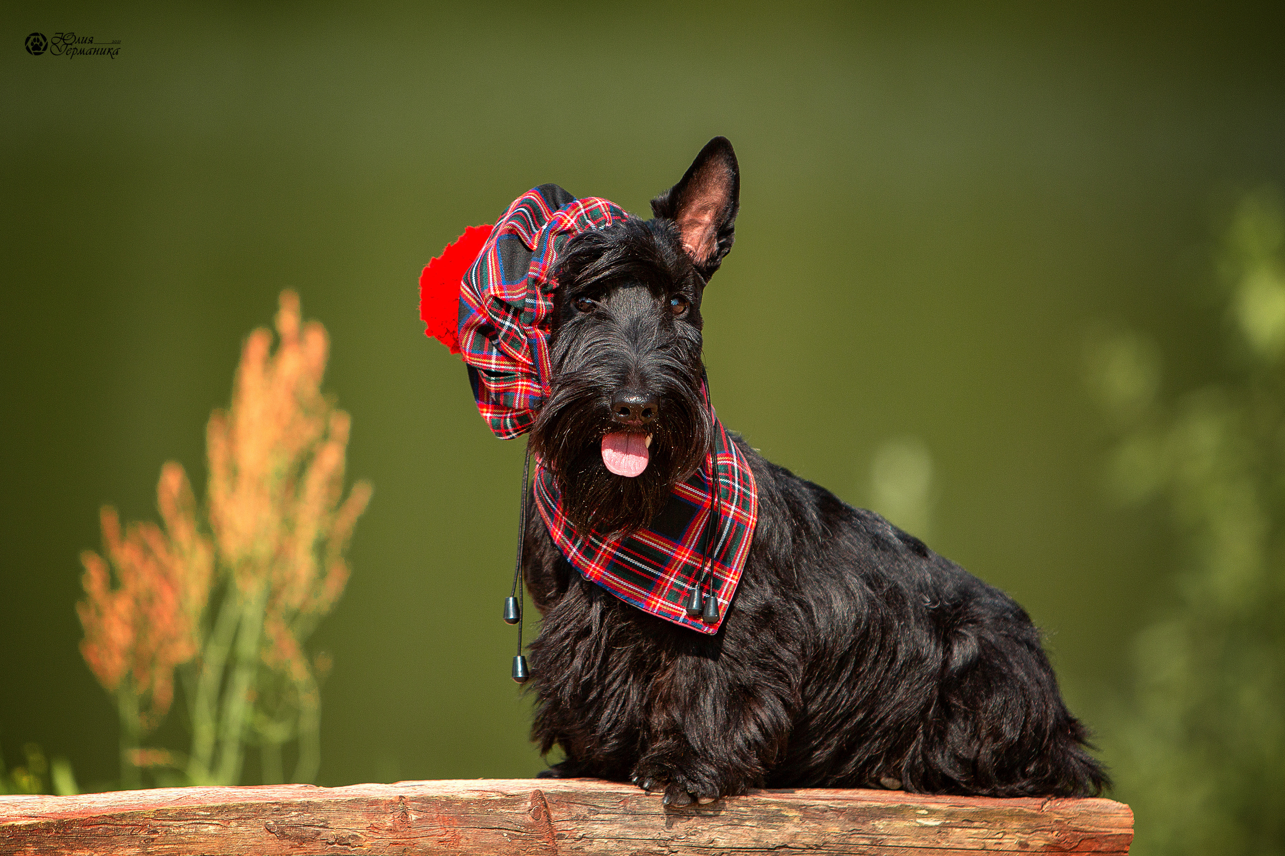 Свободная съемка. Фотограф-анималист Юлия Германика