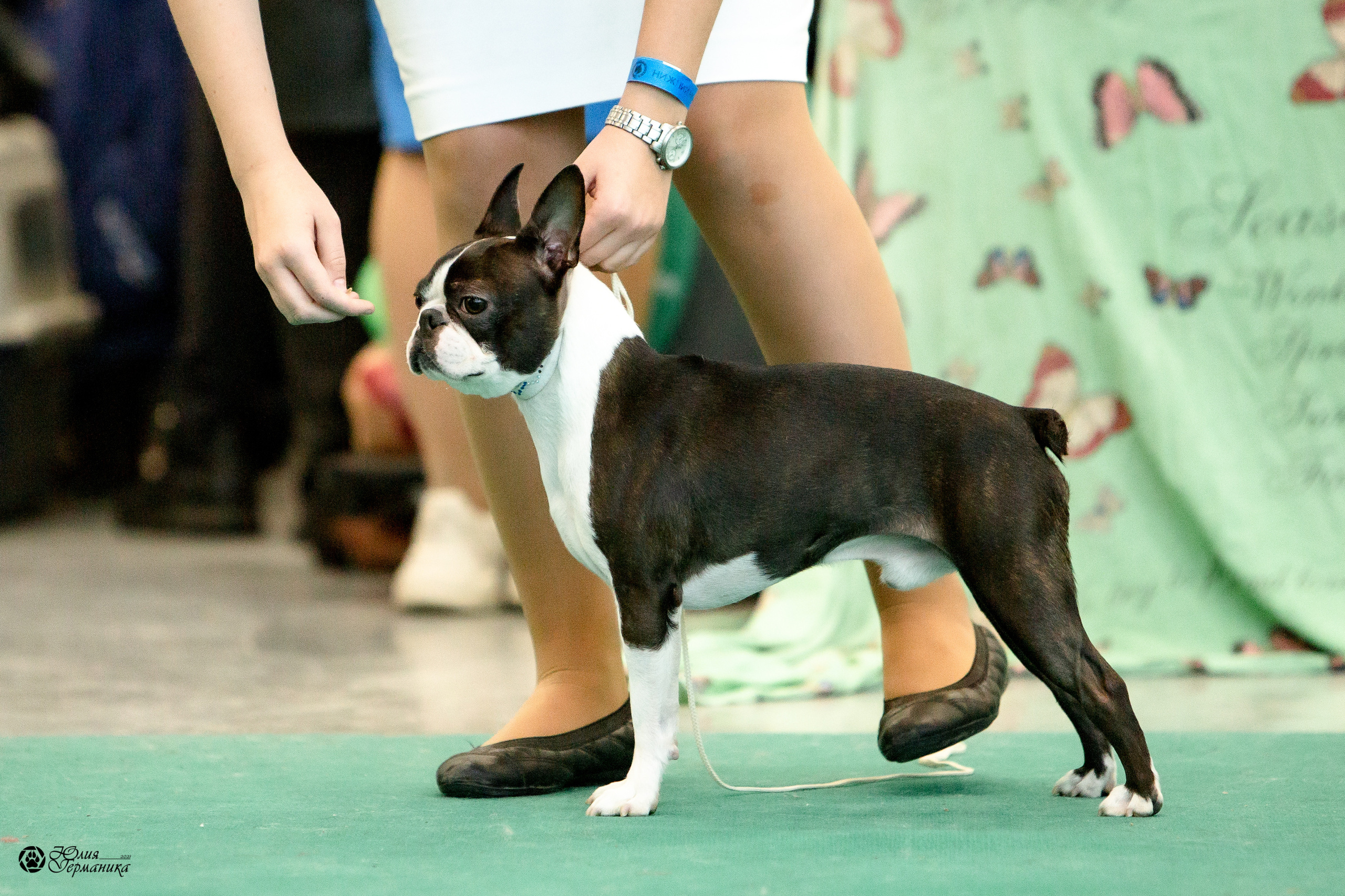 Нижний Новгород 3хCACIB 15-17 октября 2021. Фотограф-анималист Юлия Германика