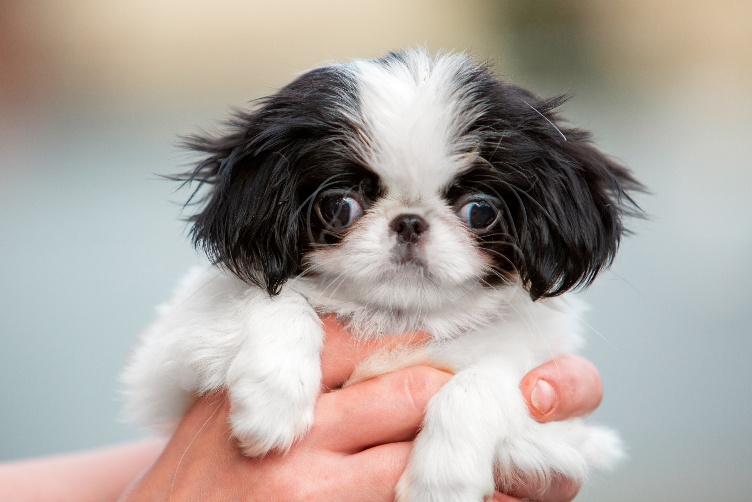 Съёмки щенков и котят. Фотограф-анималист Юлия Германика