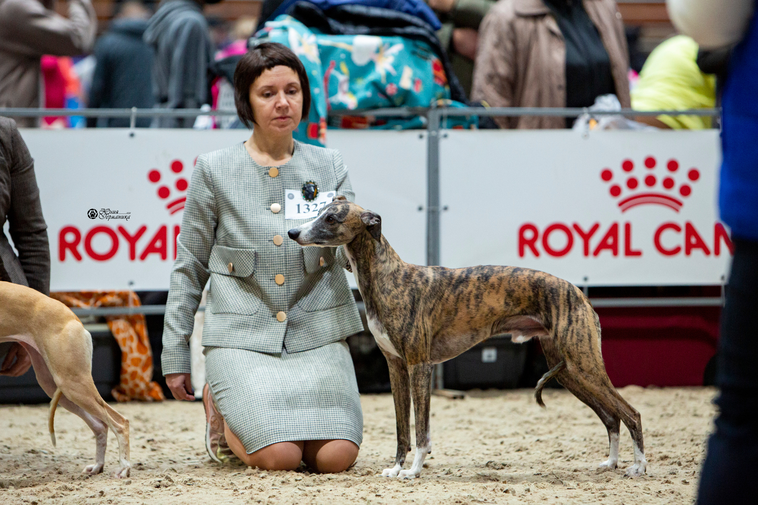 Минск 2хCACIB 27-28 ноября 2021. Фотограф-анималист Юлия Германика