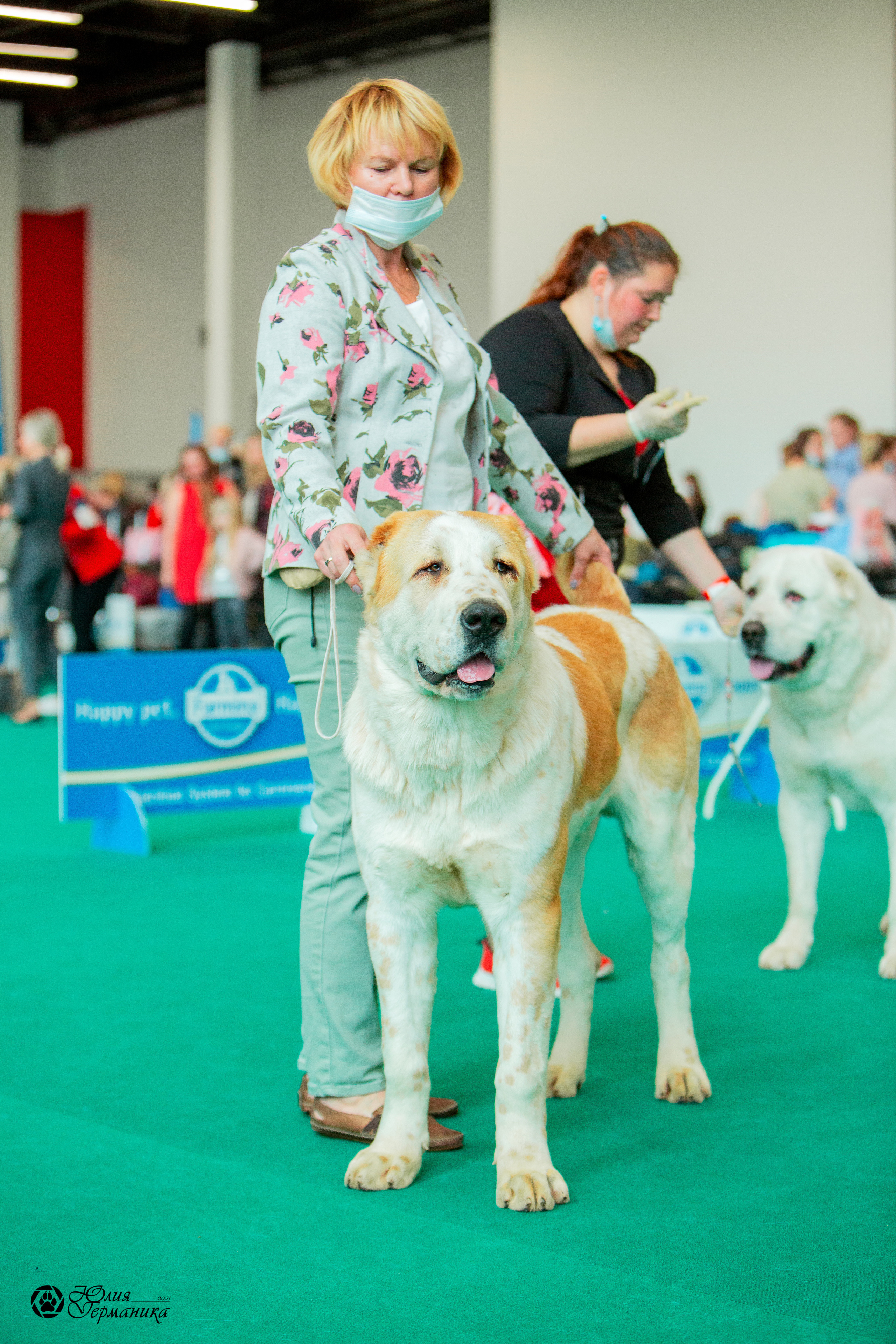 Нижний Новгород 3хCACIB 15-17 октября 2021. Фотограф-анималист Юлия Германика