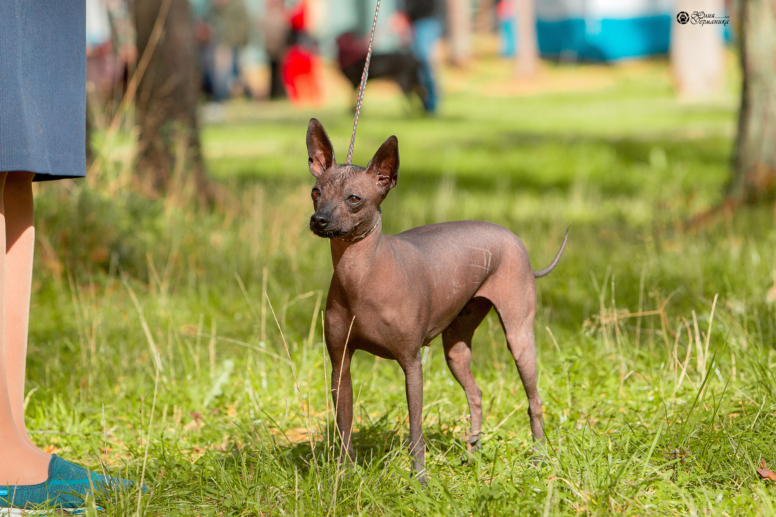 Свободная съемка. Фотограф-анималист Юлия Германика