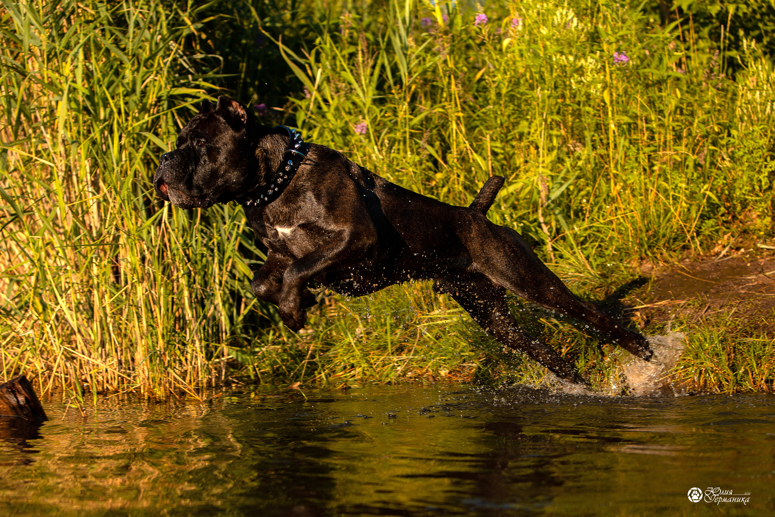 Свободная съемка. Фотограф-анималист Юлия Германика