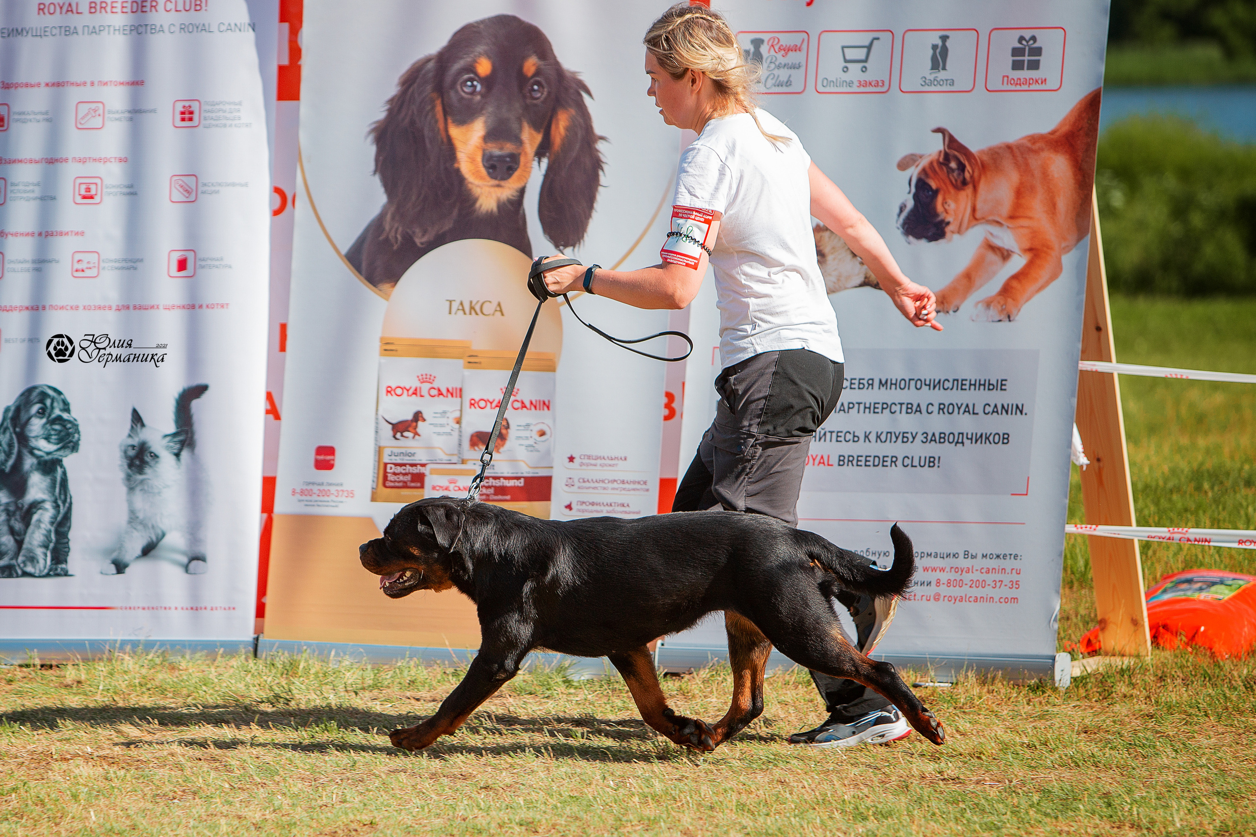Тверь моно ротвейлеров 3-4 июля 2021. Фотограф-анималист Юлия Германика