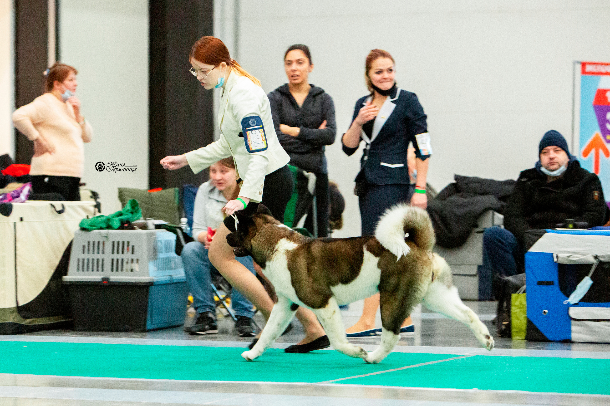 Санкт-Петербург 3хCACIB 10-12 декабря 2021. Фотограф-анималист Юлия Германика