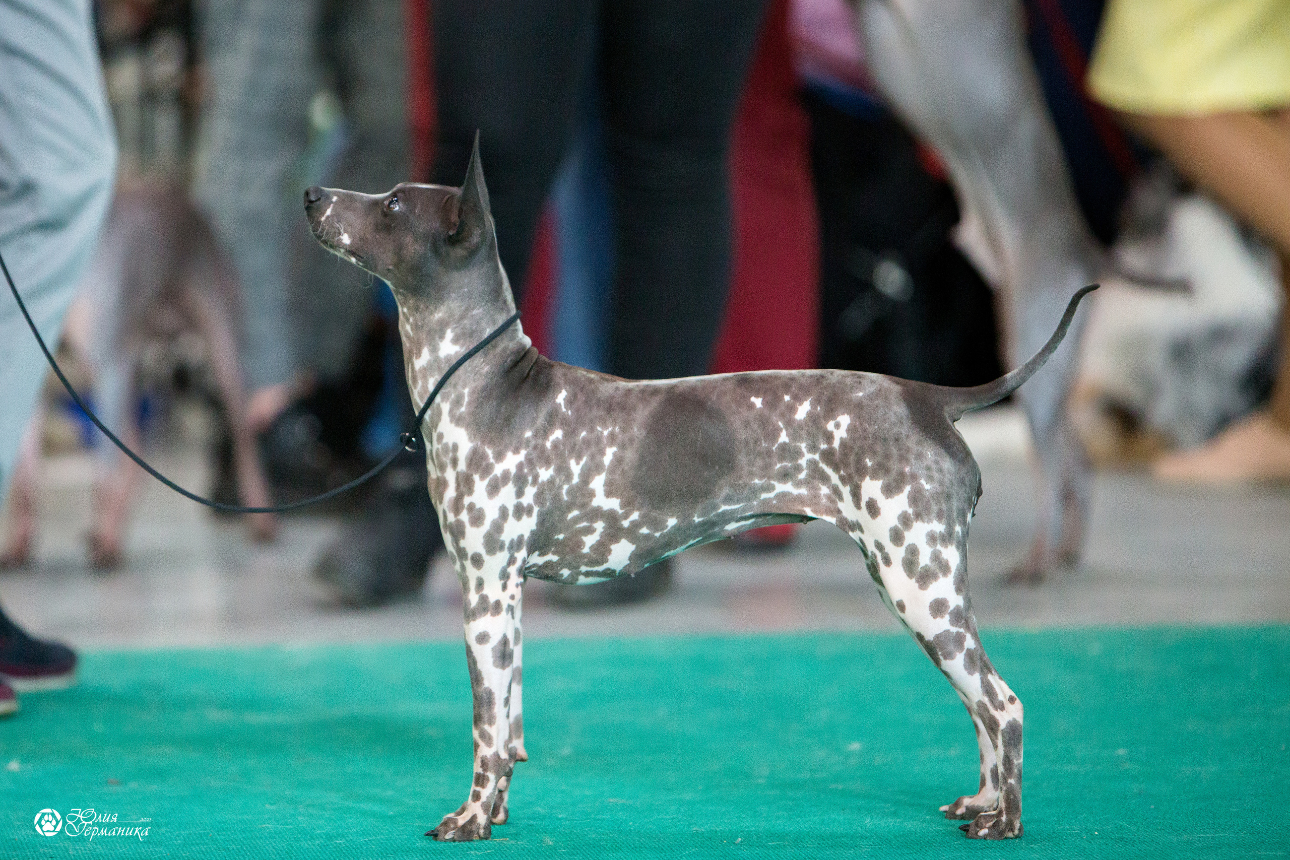 Нижний Новгород 3хCACIB 15-17 октября 2021. Фотограф-анималист Юлия Германика