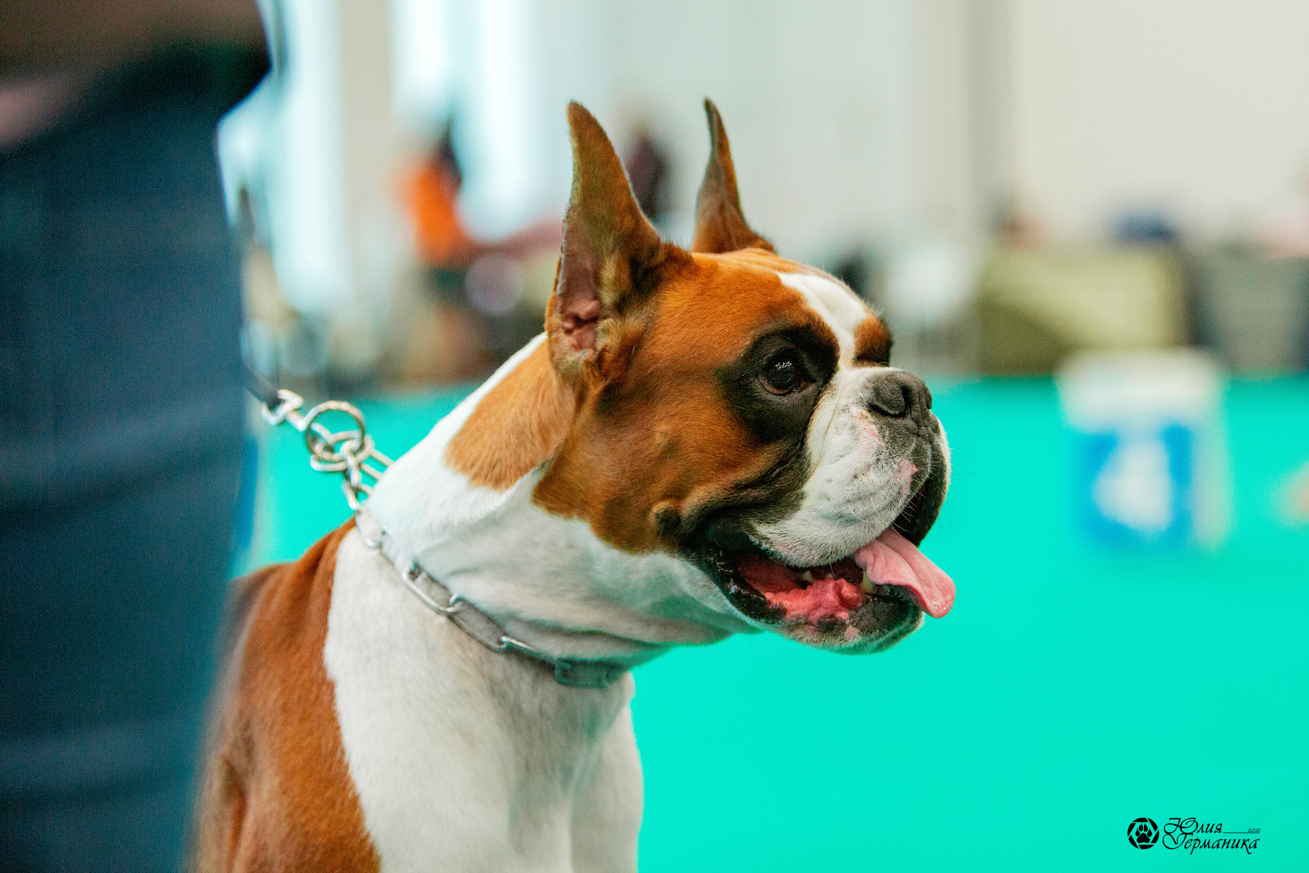 Нижний Новгород 3хCACIB 15-17 октября 2021. Фотограф-анималист Юлия Германика