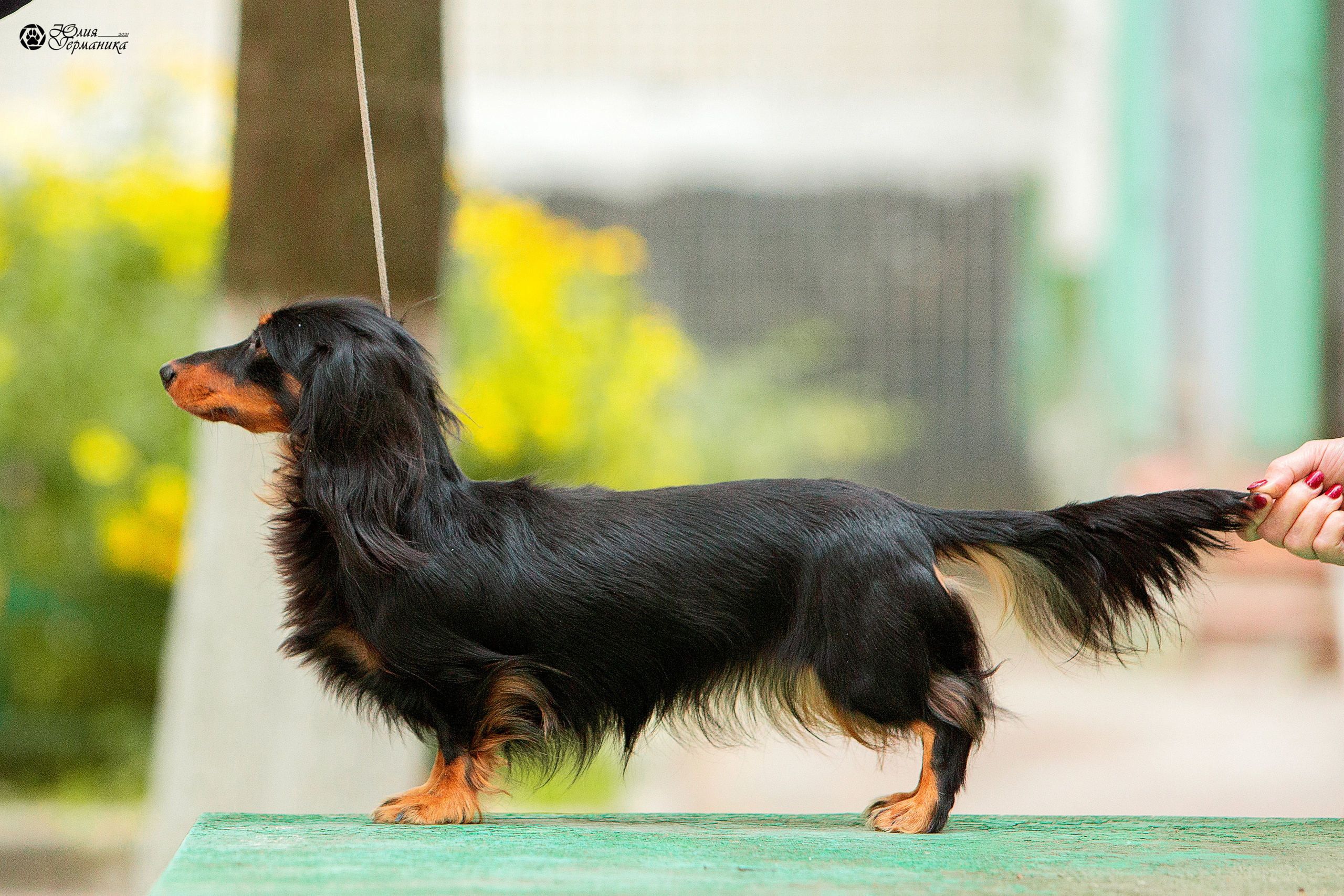 Свободная съемка. Фотограф-анималист Юлия Германика