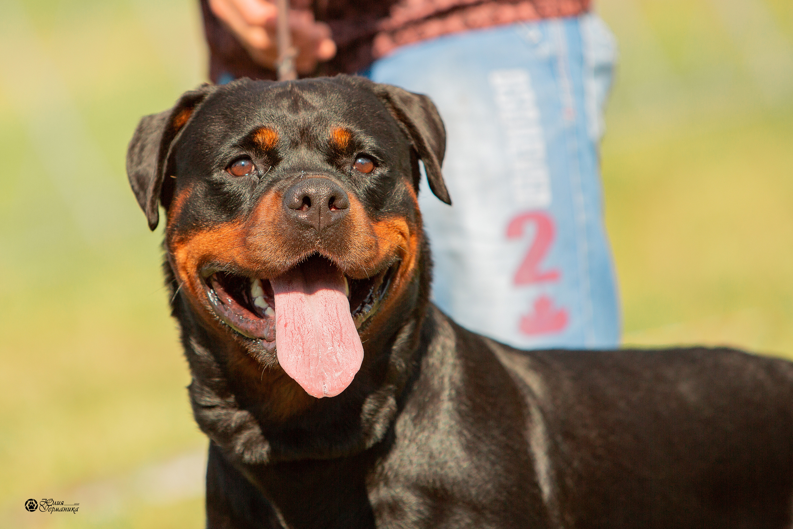 Рязань,Ховрино 14-15 августа 2021 моно ротвейлеров. Фотограф-анималист Юлия Германика