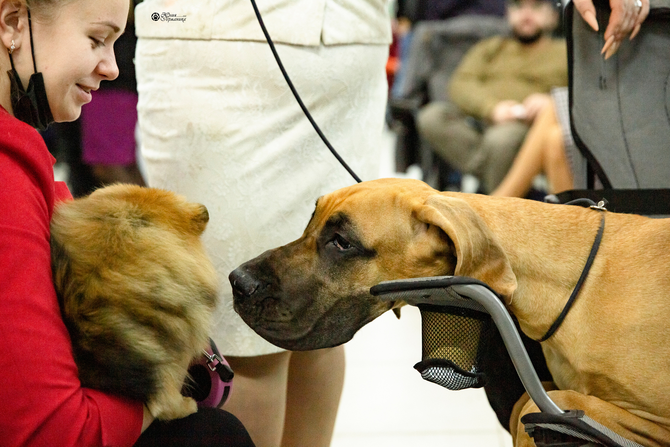 Чайник  13-14 ноября 2021. Фотограф-анималист Юлия Германика