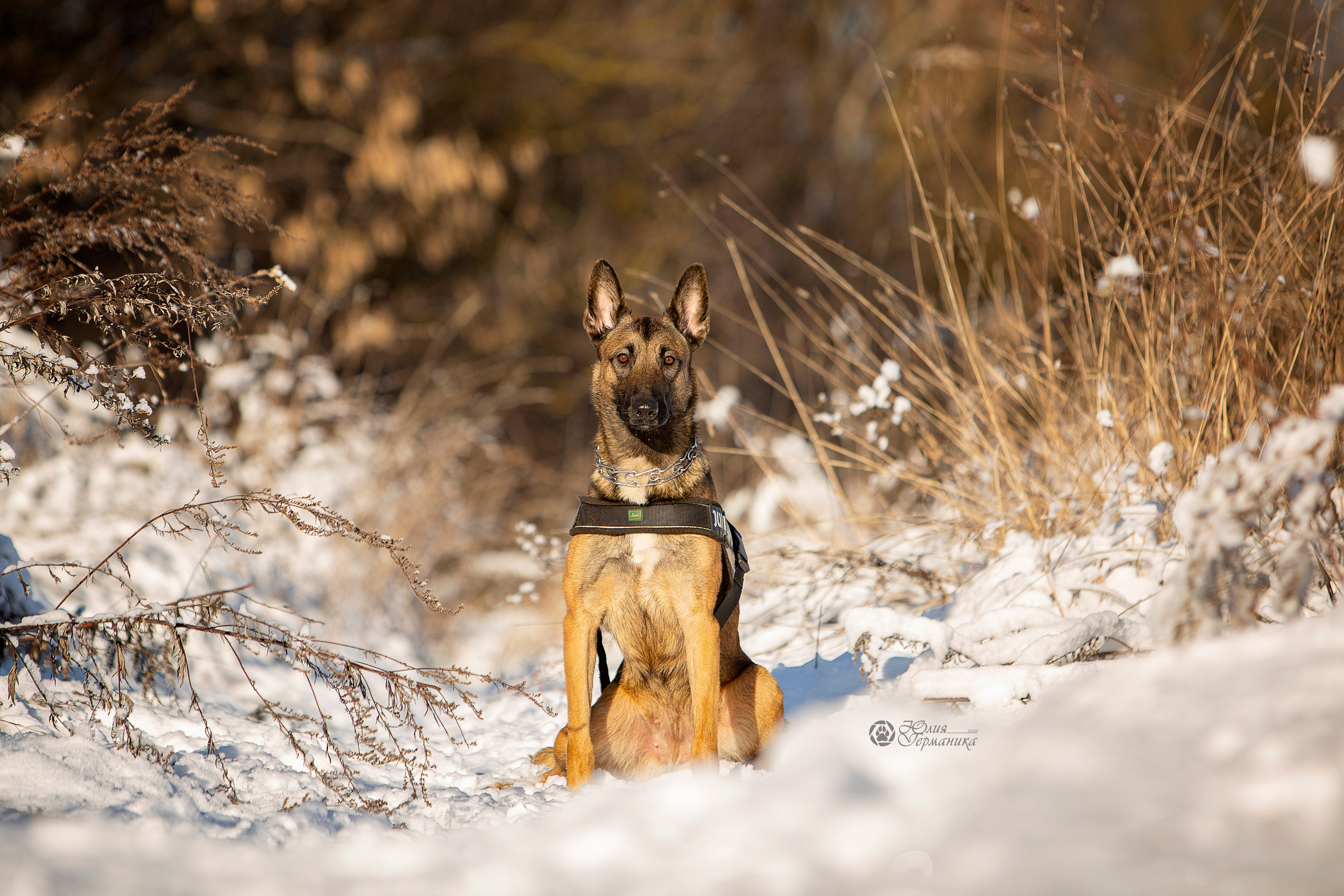 Свободная съемка. Фотограф-анималист Юлия Германика