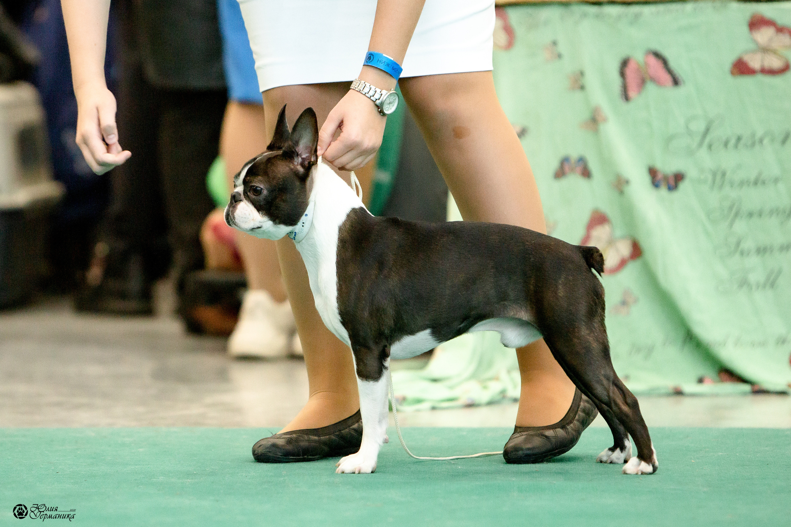 Нижний Новгород 3хCACIB 15-17 октября 2021. Фотограф-анималист Юлия Германика