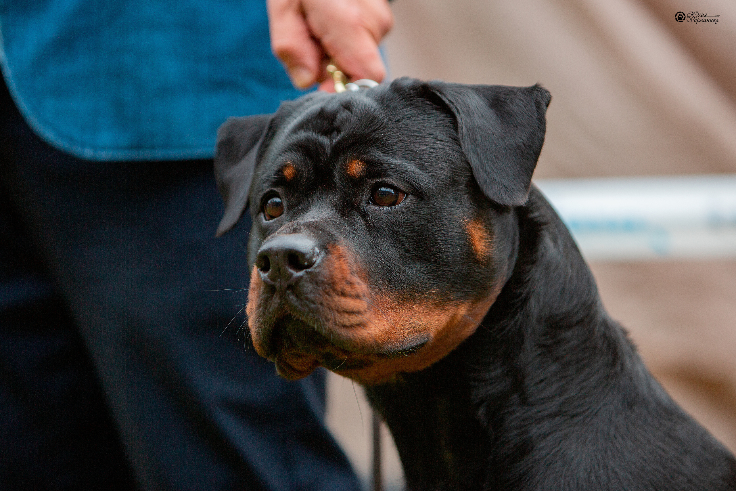 Псков 2xСАСIB 18-19 сентября 2021. Фотограф-анималист Юлия Германика