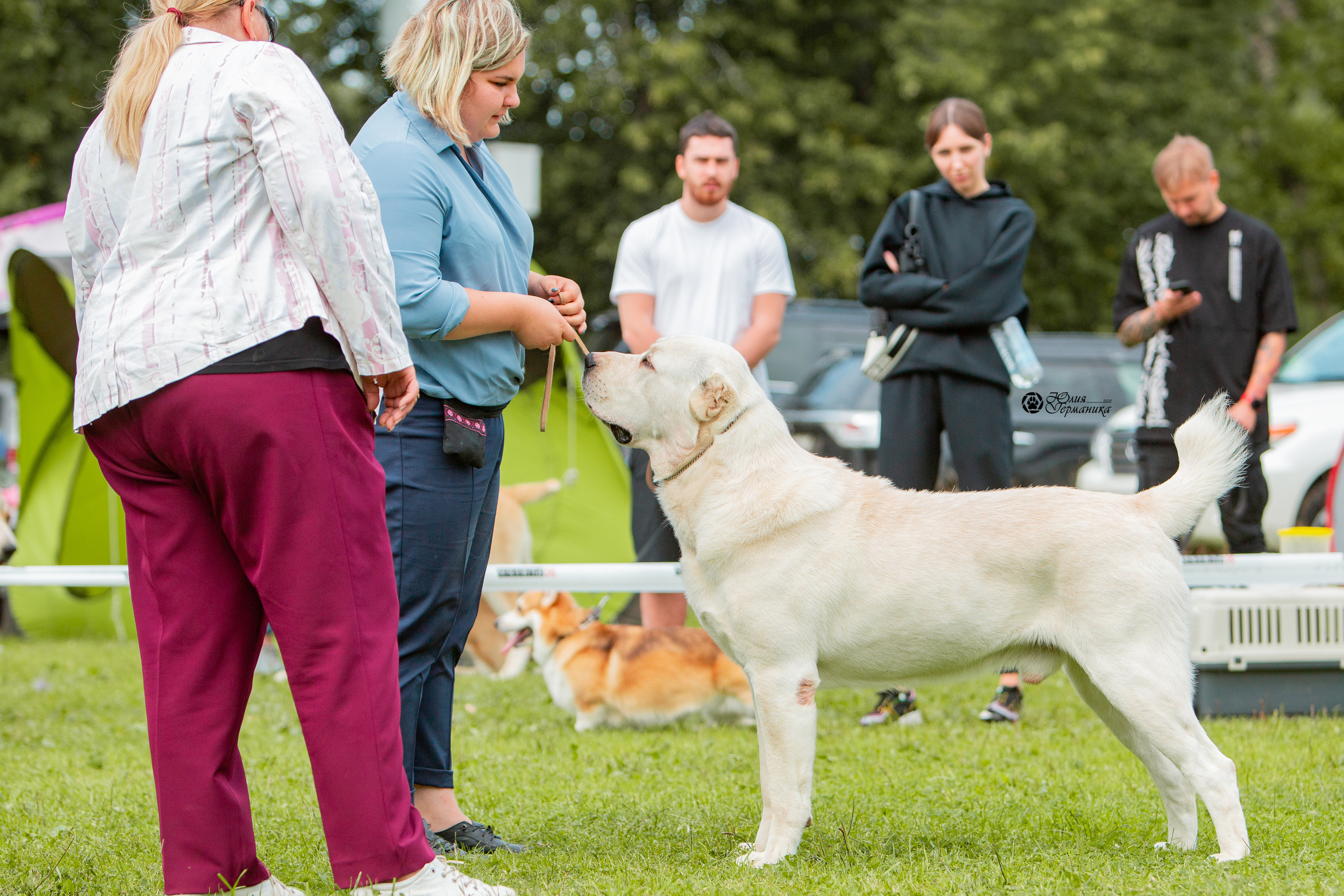Пушкино 3хCAC 21 августа 2021. Фотограф-анималист Юлия Германика