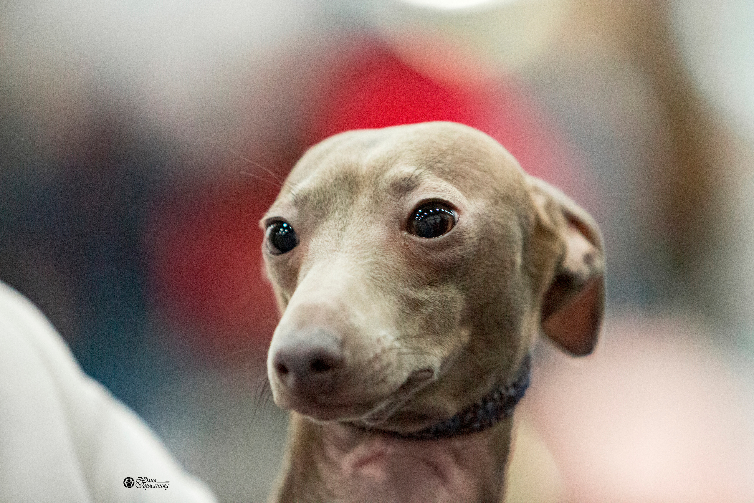 Санкт-Петербург 3хCACIB 10-12 декабря 2021. Фотограф-анималист Юлия Германика