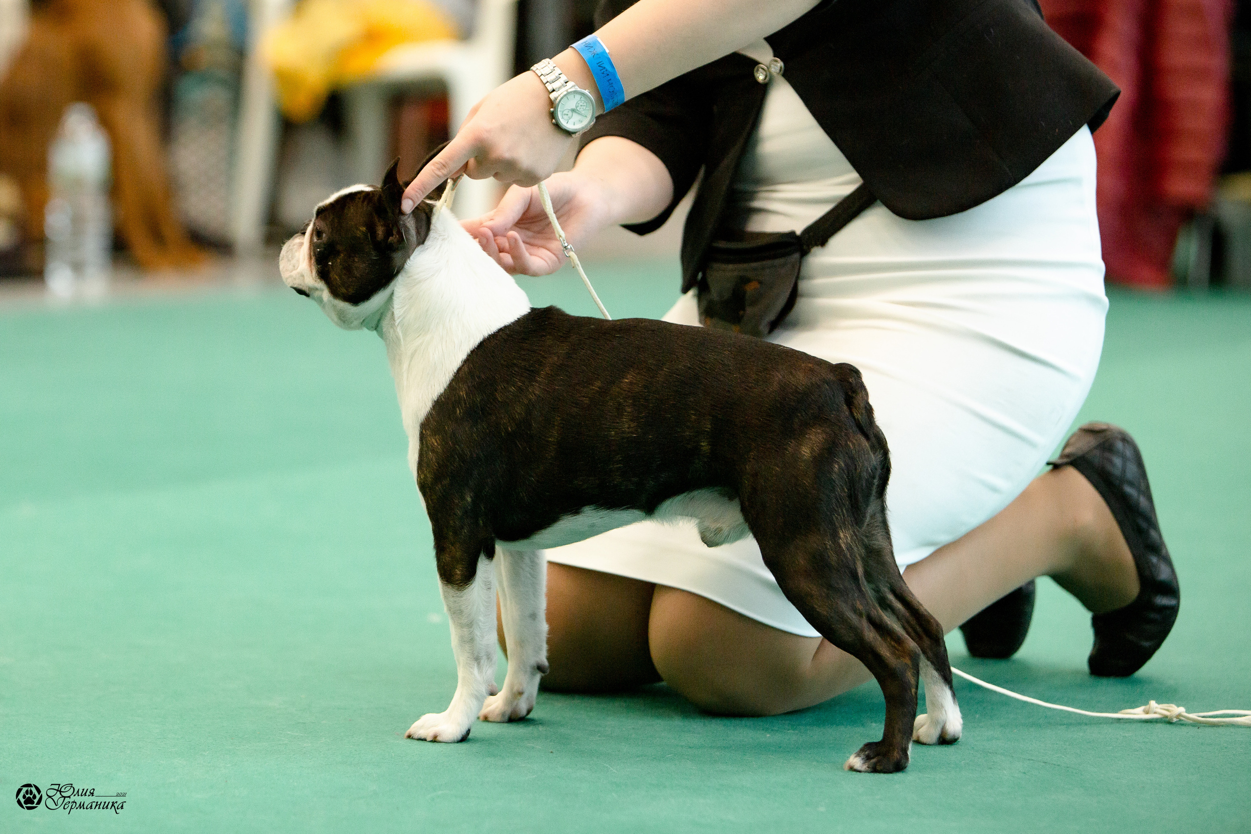 Нижний Новгород 3хCACIB 15-17 октября 2021. Фотограф-анималист Юлия Германика