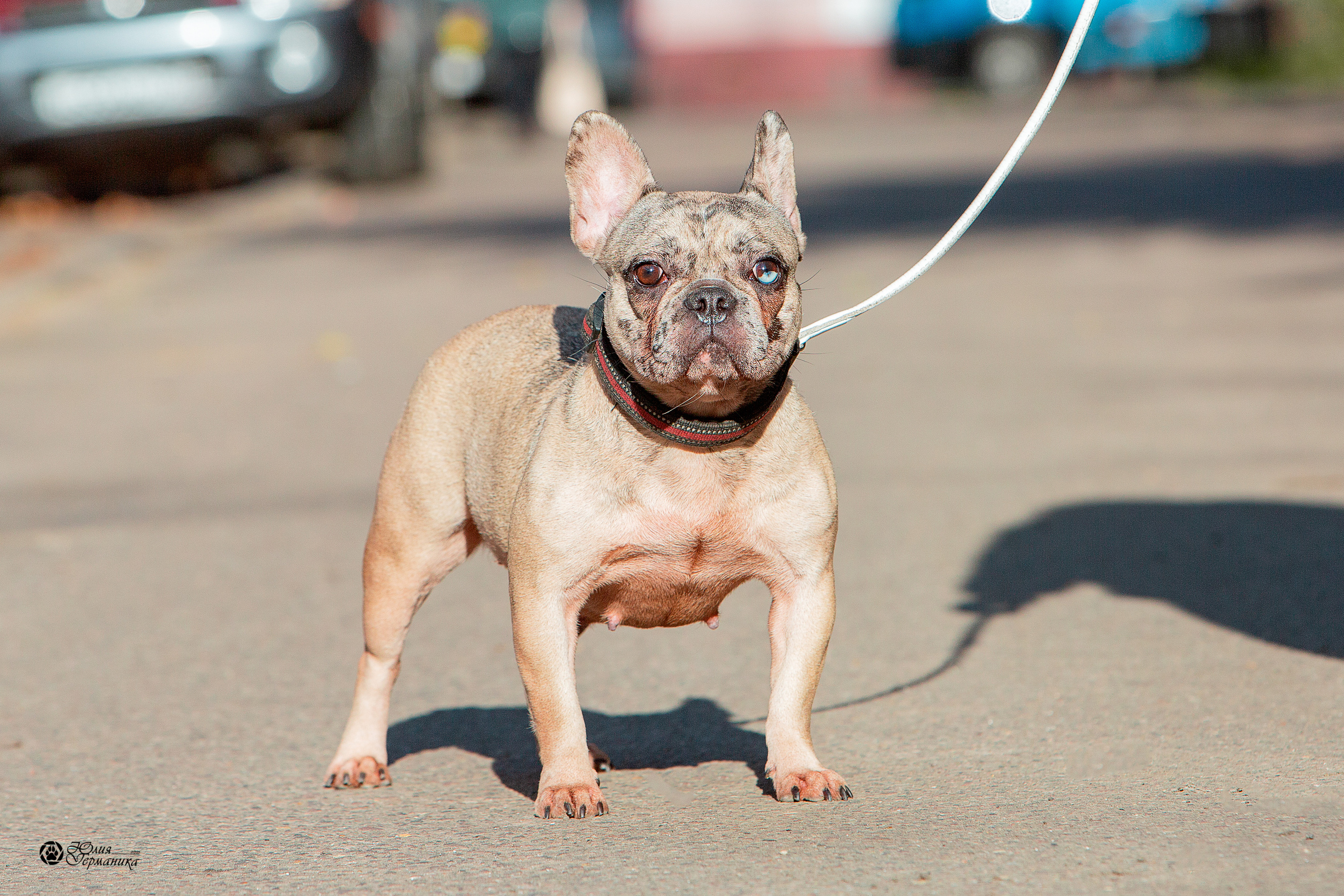 Свободная съемка. Фотограф-анималист Юлия Германика