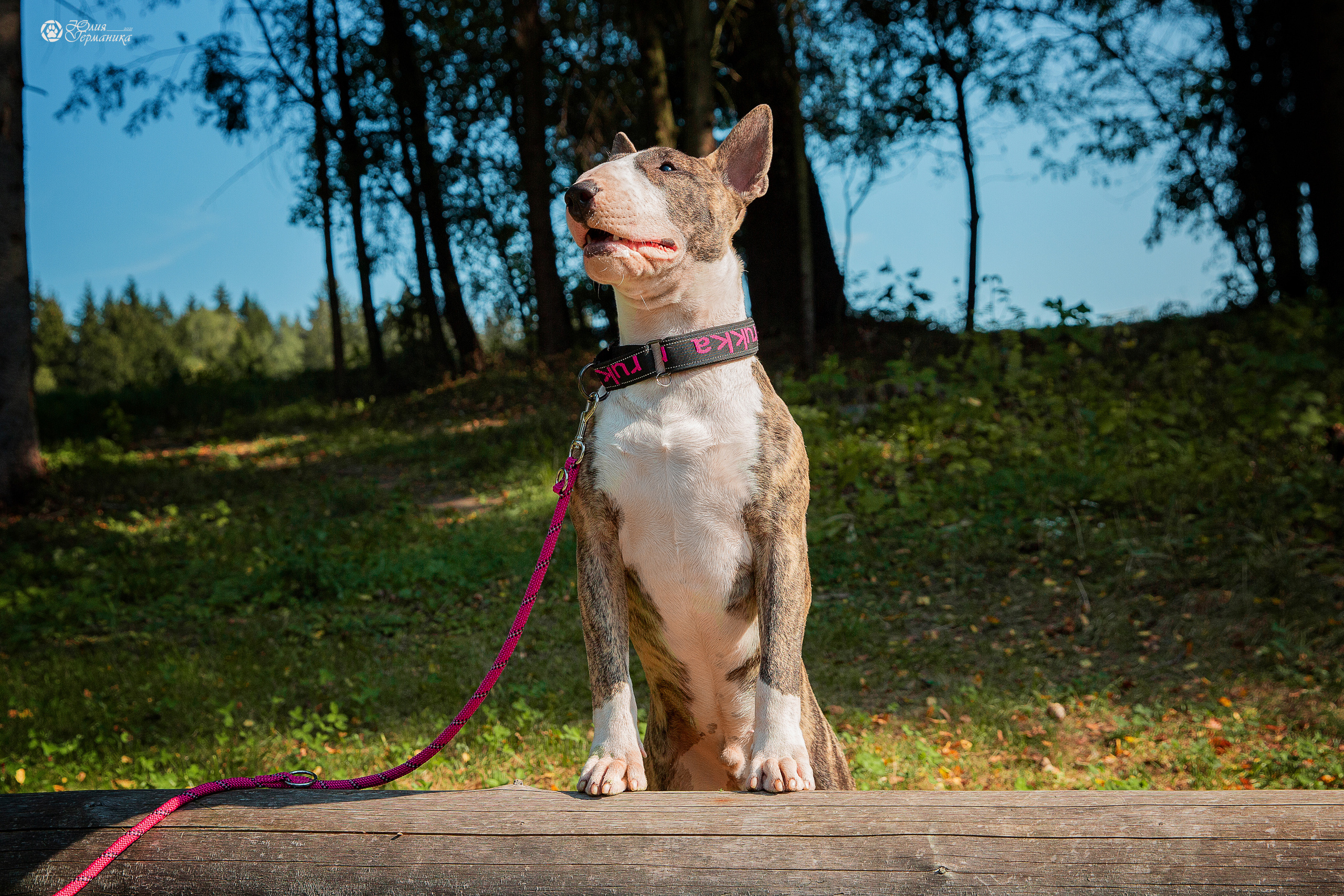 Свободная съемка. Фотограф-анималист Юлия Германика
