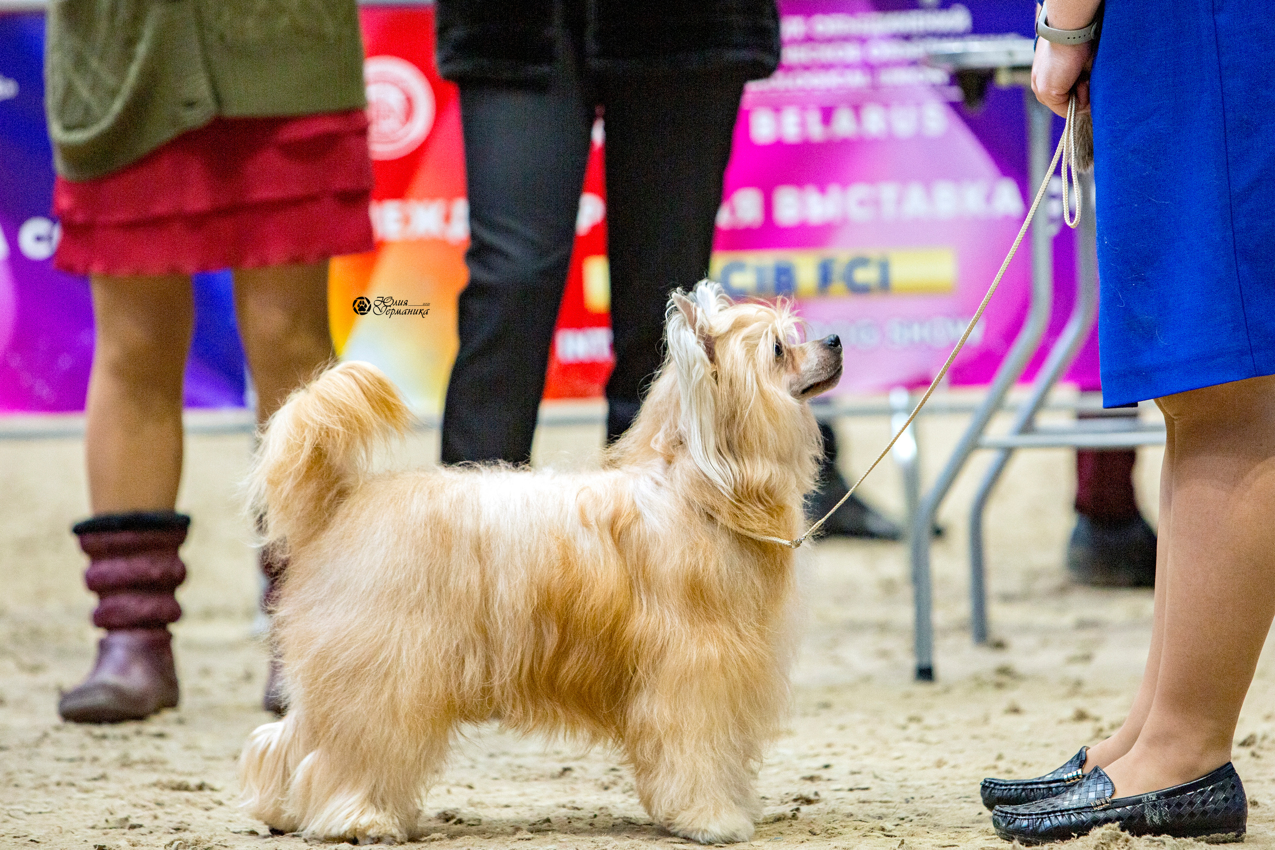 Минск 2хCACIB 27-28 ноября 2021. Фотограф-анималист Юлия Германика