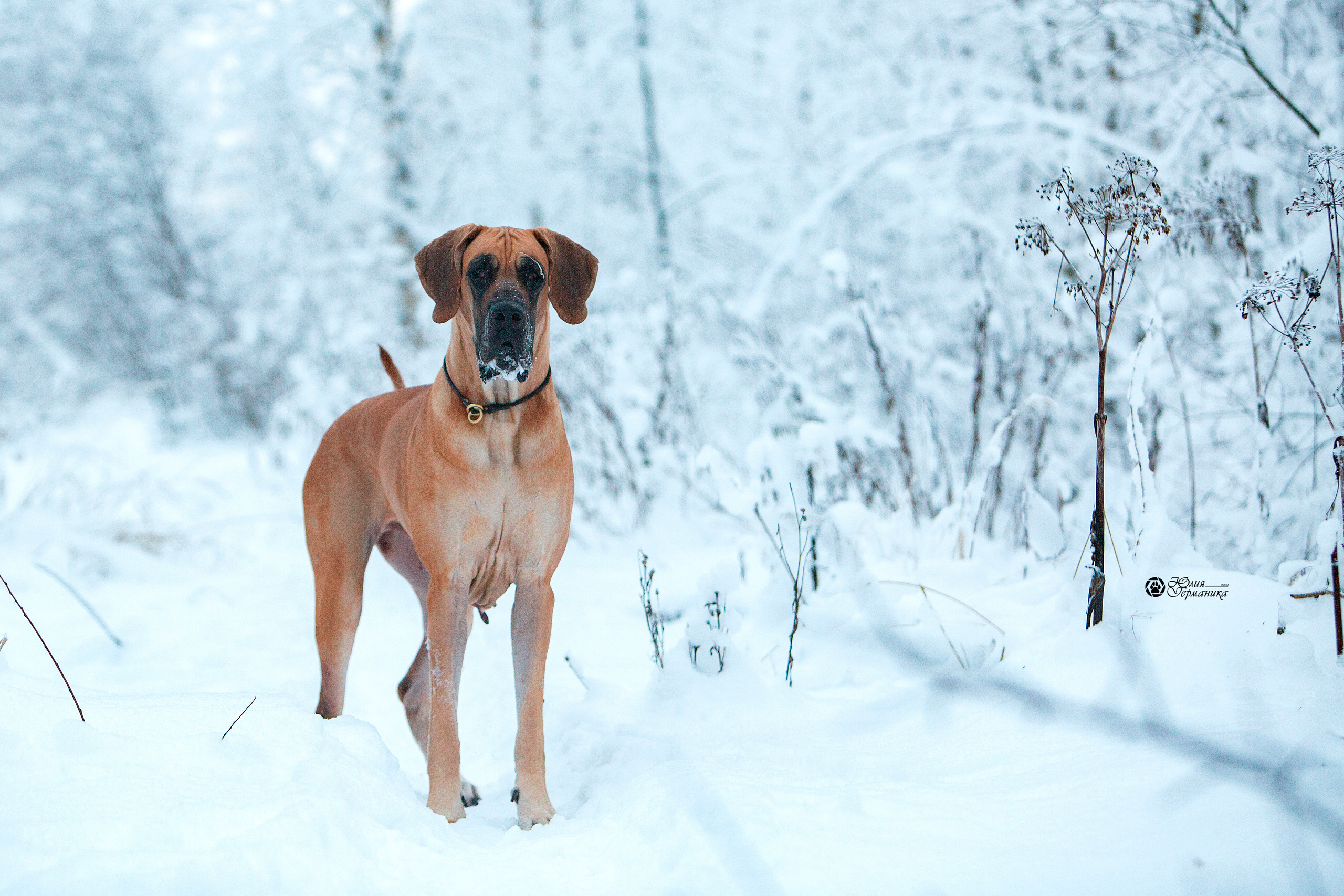 Свободная съемка. Фотограф-анималист Юлия Германика