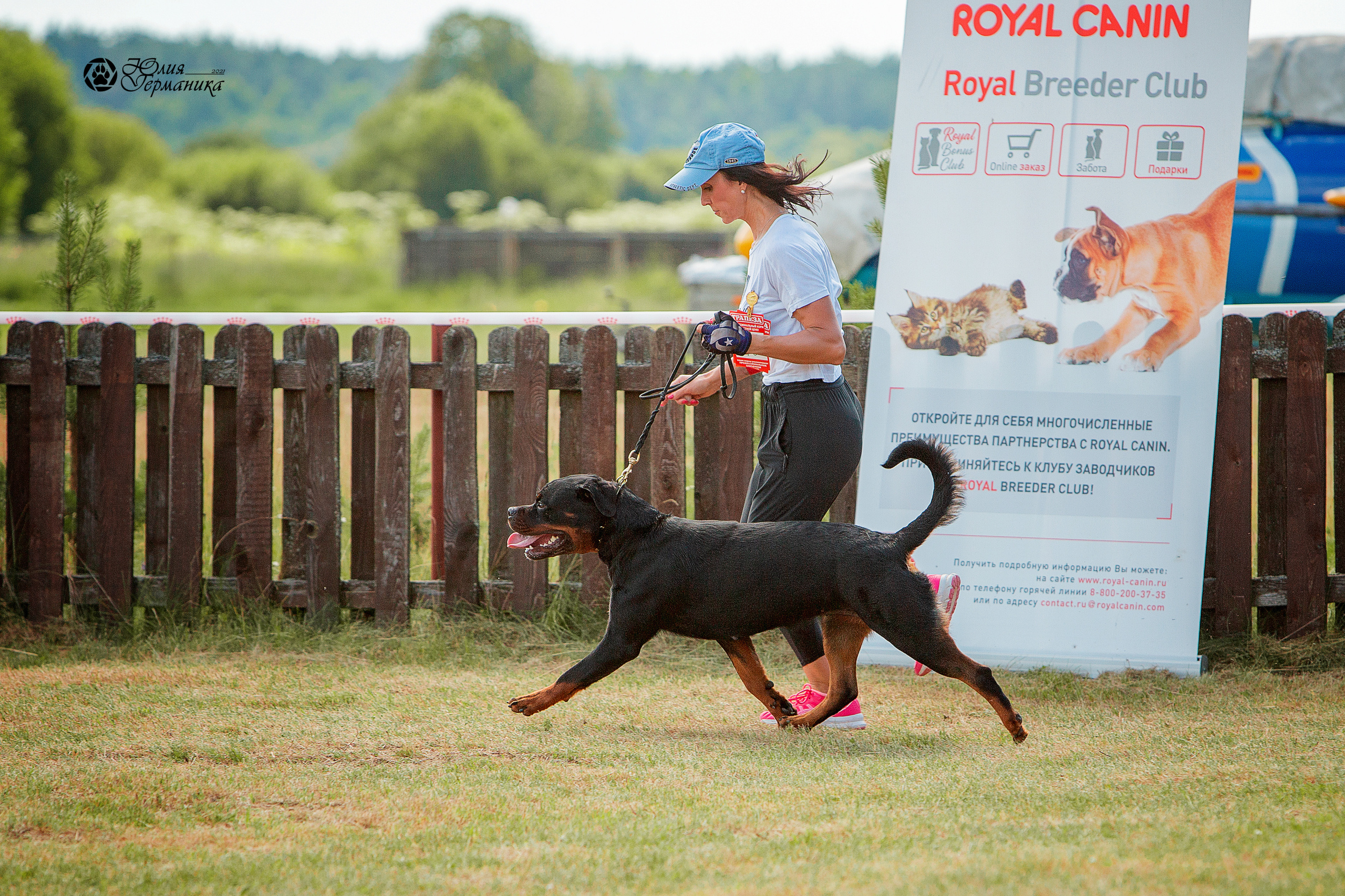 Тверь моно ротвейлеров 3-4 июля 2021. Фотограф-анималист Юлия Германика