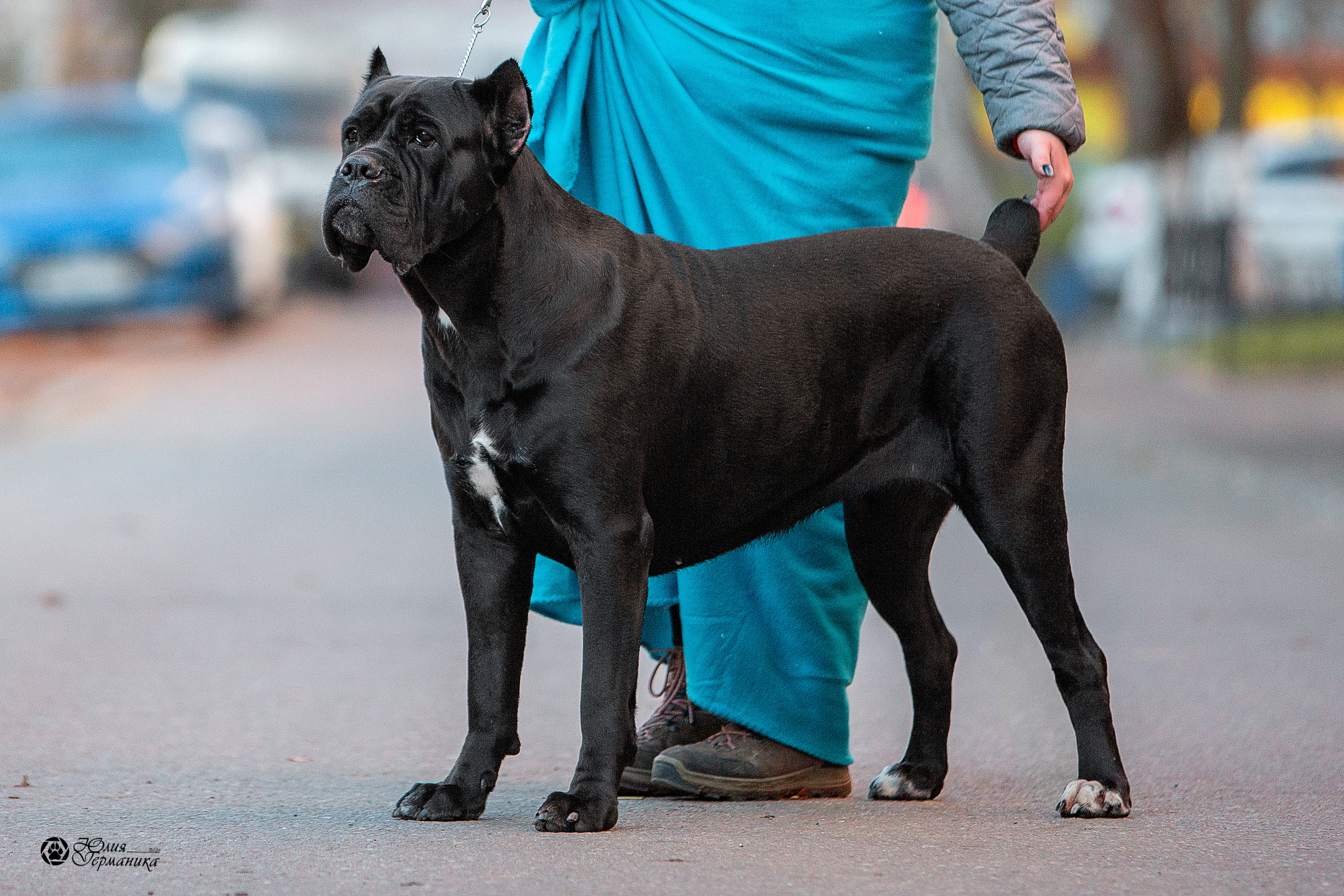 Свободная съемка. Фотограф-анималист Юлия Германика