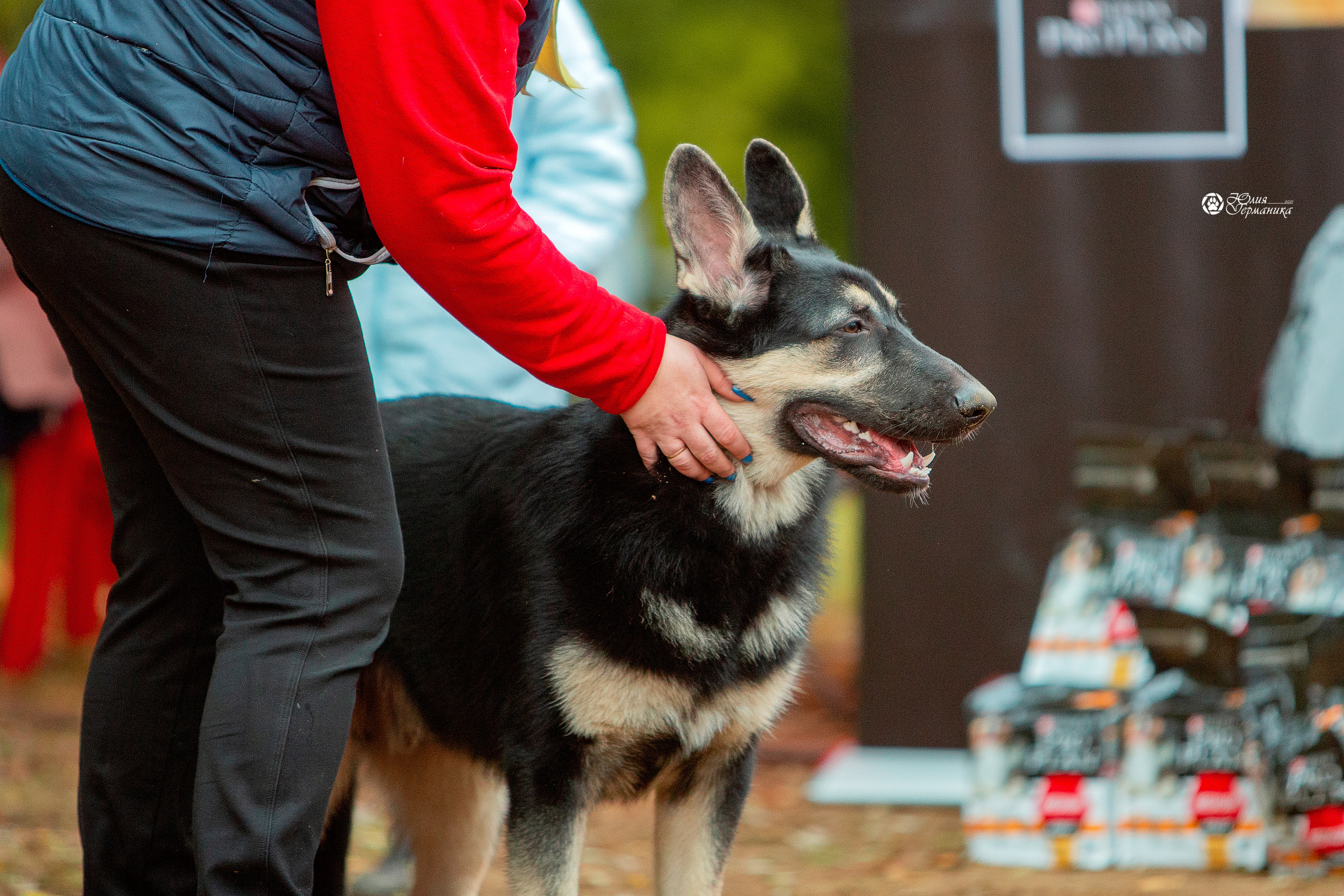 Сокольники 25 сентября Моно ВЕО Моншер Версаль. Фотограф-анималист Юлия Германика