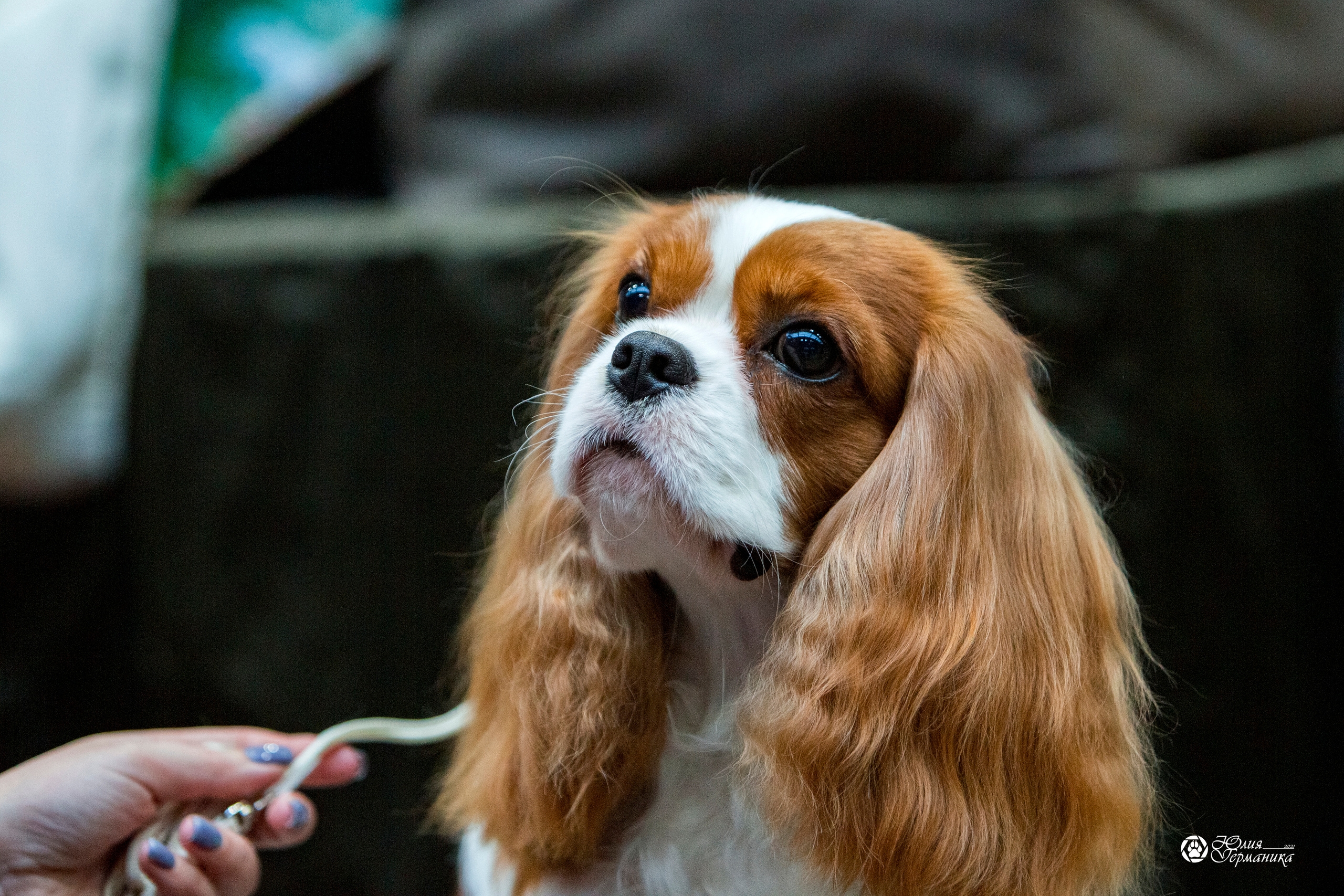 Минск 2хCACIB 27-28 ноября 2021. Фотограф-анималист Юлия Германика