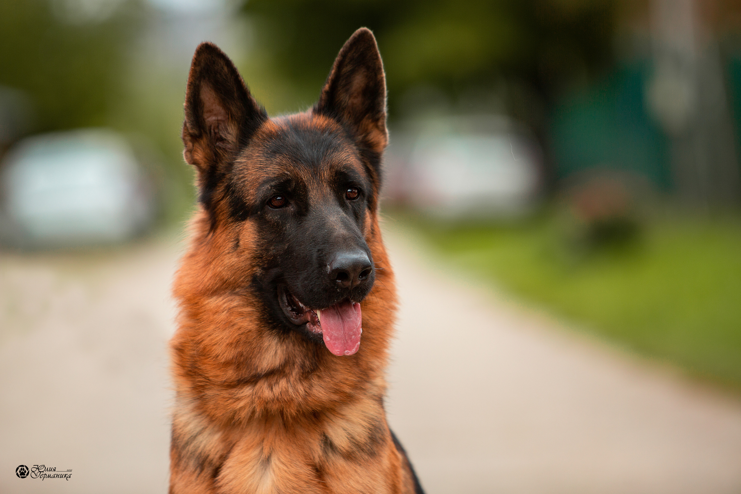Свободная съемка. Фотограф-анималист Юлия Германика