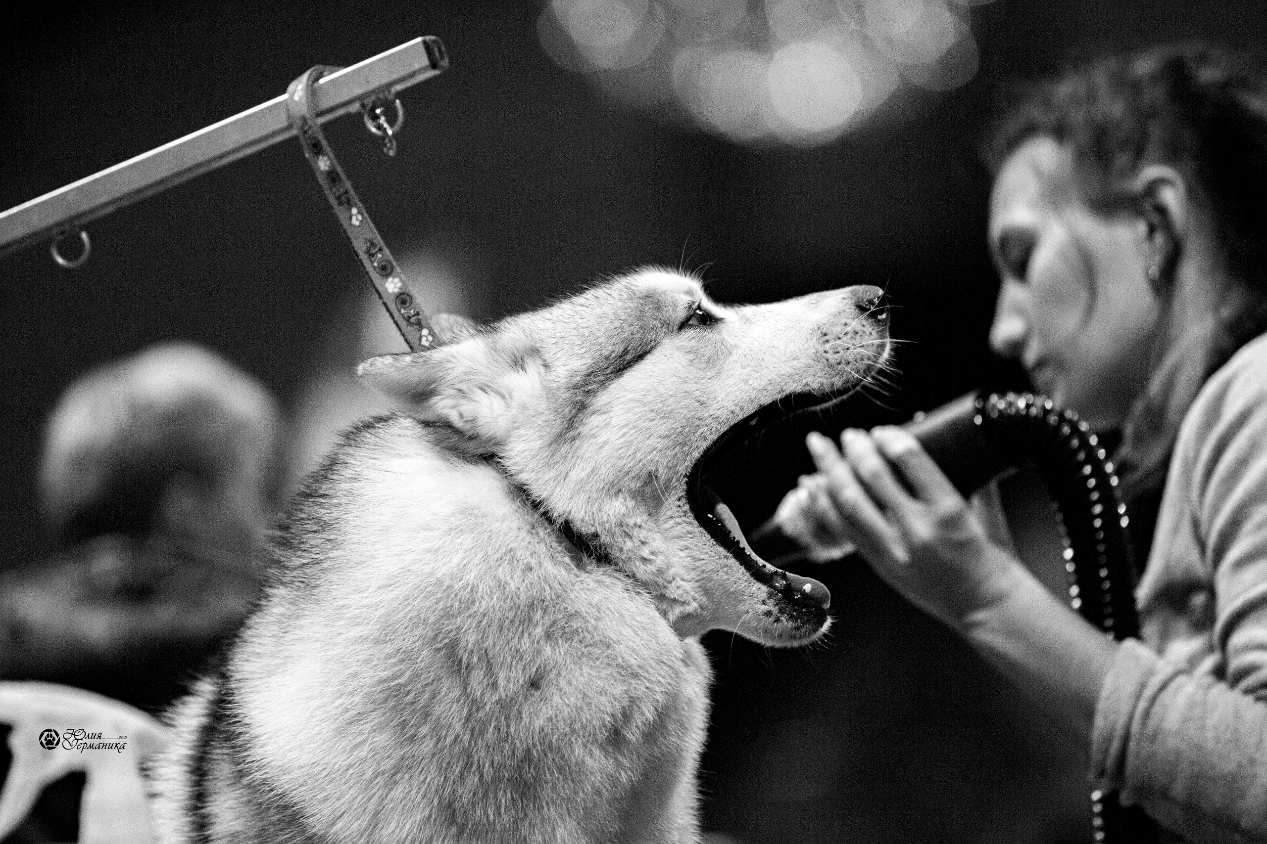 Минск 2хCACIB 27-28 ноября 2021. Фотограф-анималист Юлия Германика