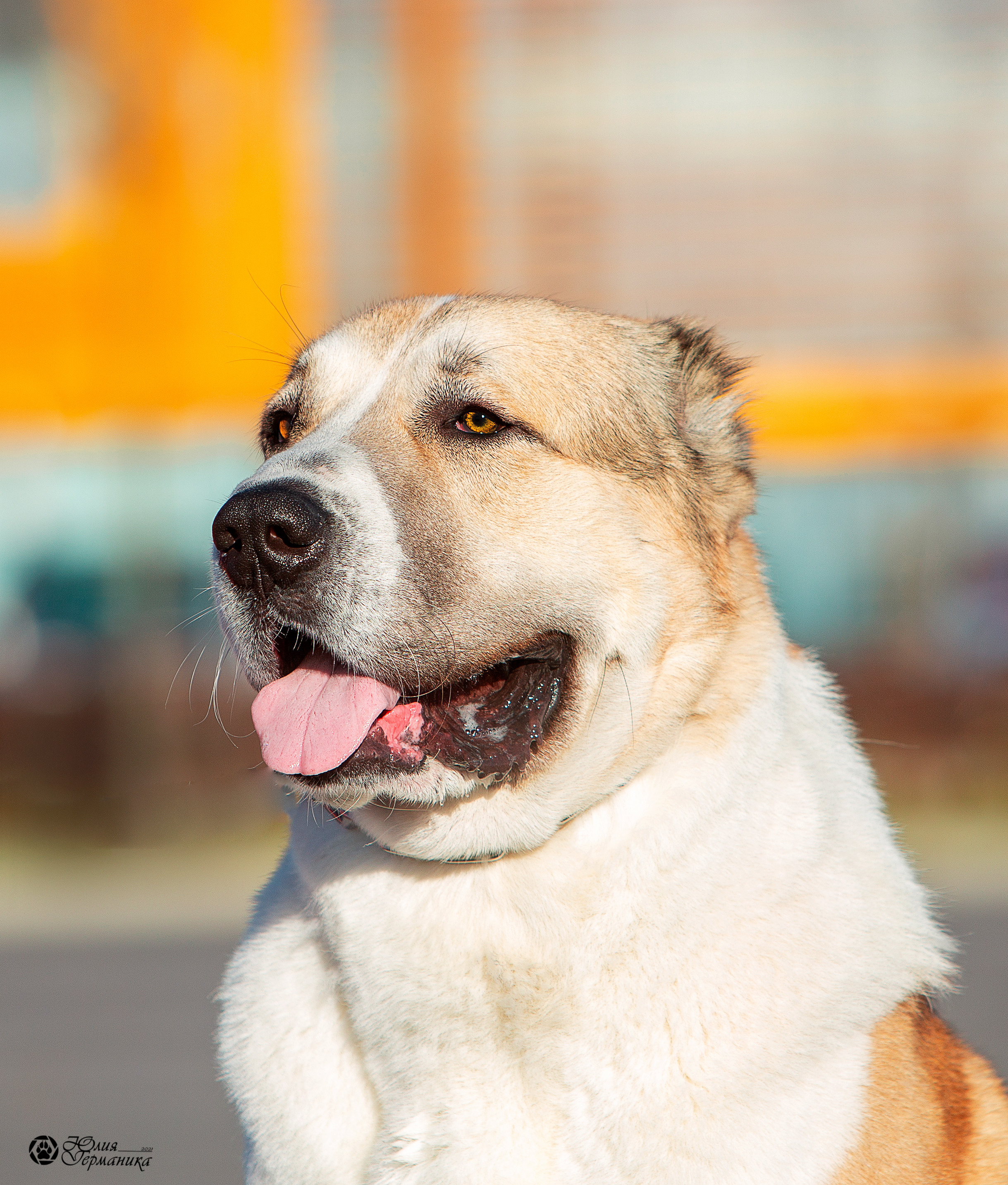 Питер 4 CACIB 22-25 октября 2021. Фотограф-анималист Юлия Германика