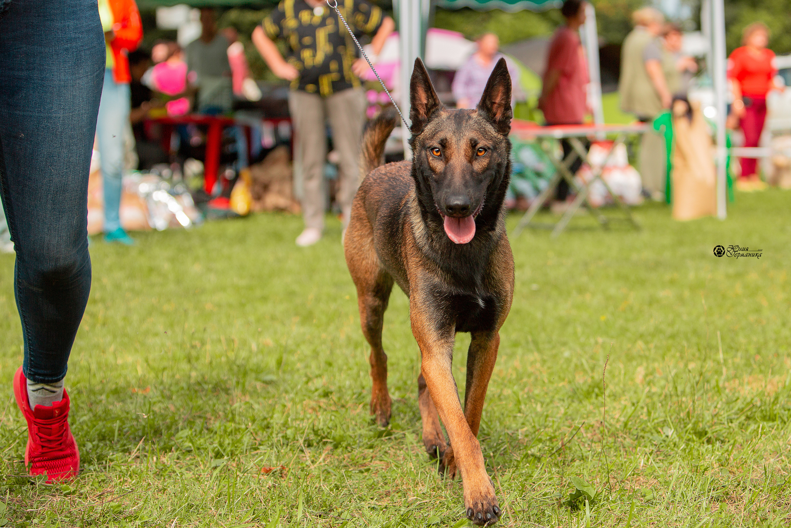 Пушкино 3хCAC 21 августа 2021. Фотограф-анималист Юлия Германика