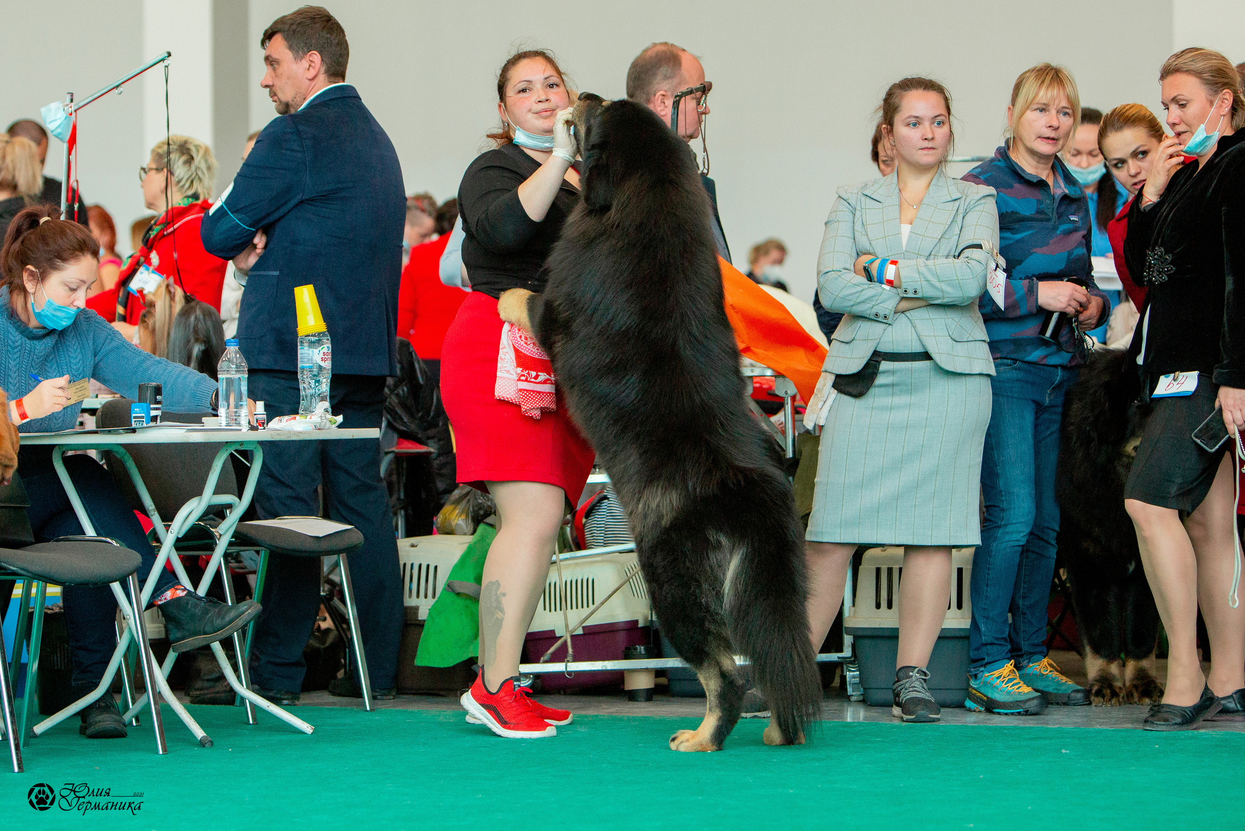 Нижний Новгород 3хCACIB 15-17 октября 2021. Фотограф-анималист Юлия Германика