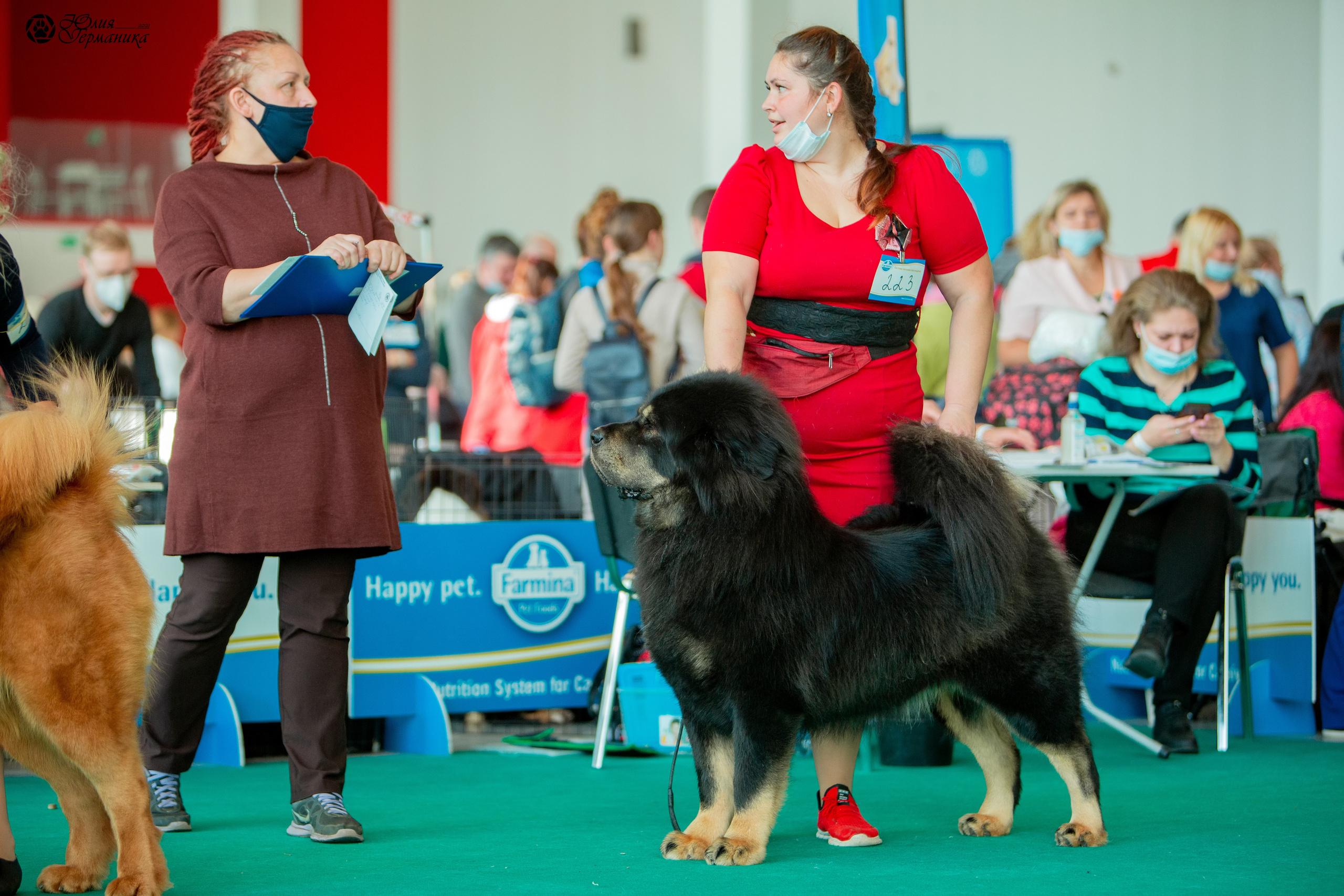 Нижний Новгород 3хCACIB 15-17 октября 2021. Фотограф-анималист Юлия Германика
