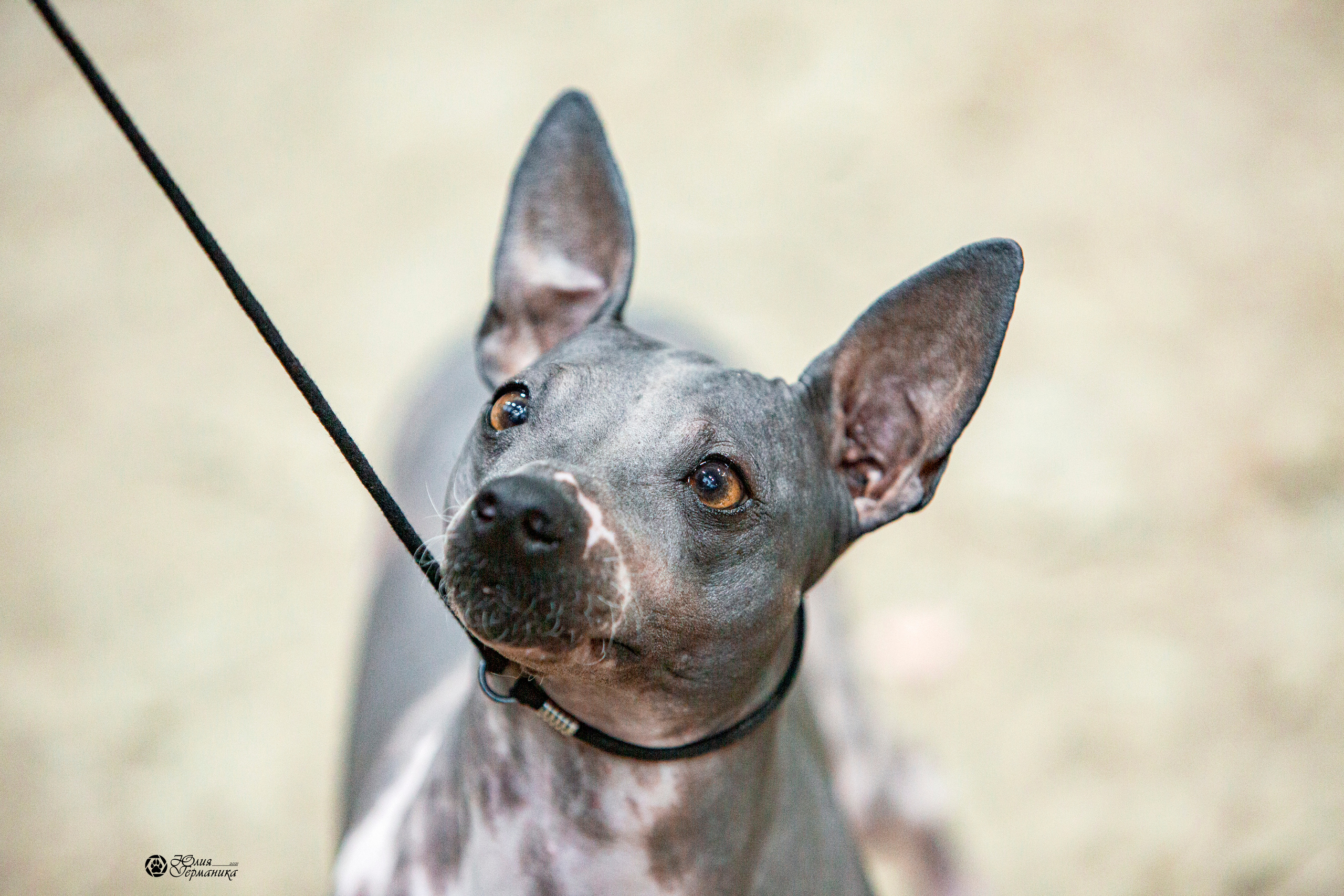 Минск 2хCACIB 27-28 ноября 2021. Фотограф-анималист Юлия Германика