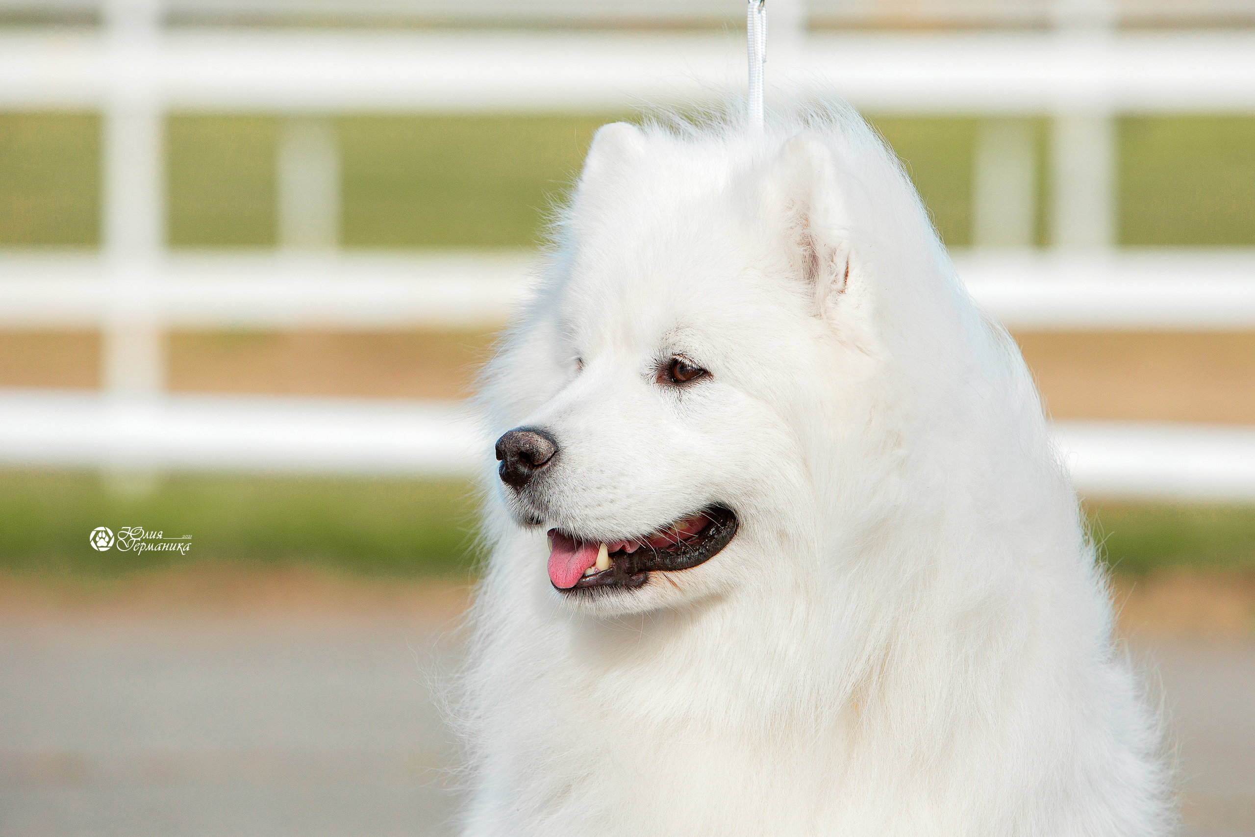 Майкоп САС 9 октября