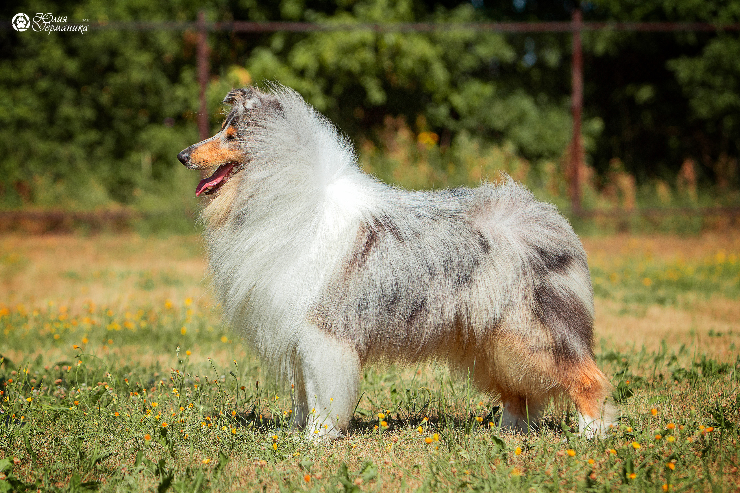 Свободная съемка. Фотограф-анималист Юлия Германика