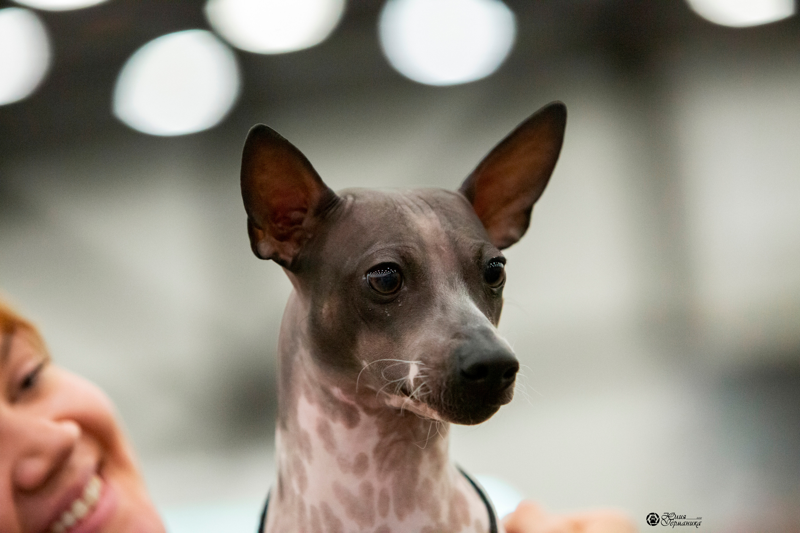 Санкт-Петербург 3хCACIB 10-12 декабря 2021. Фотограф-анималист Юлия Германика