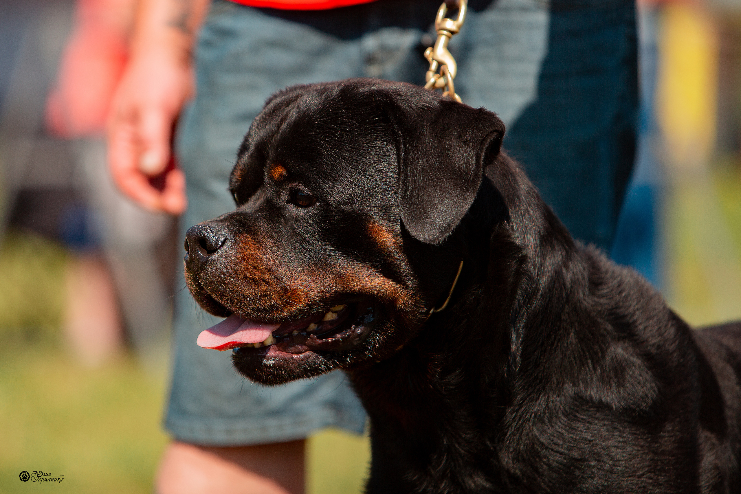 Рязань,Ховрино 14-15 августа 2021 моно ротвейлеров. Фотограф-анималист Юлия Германика