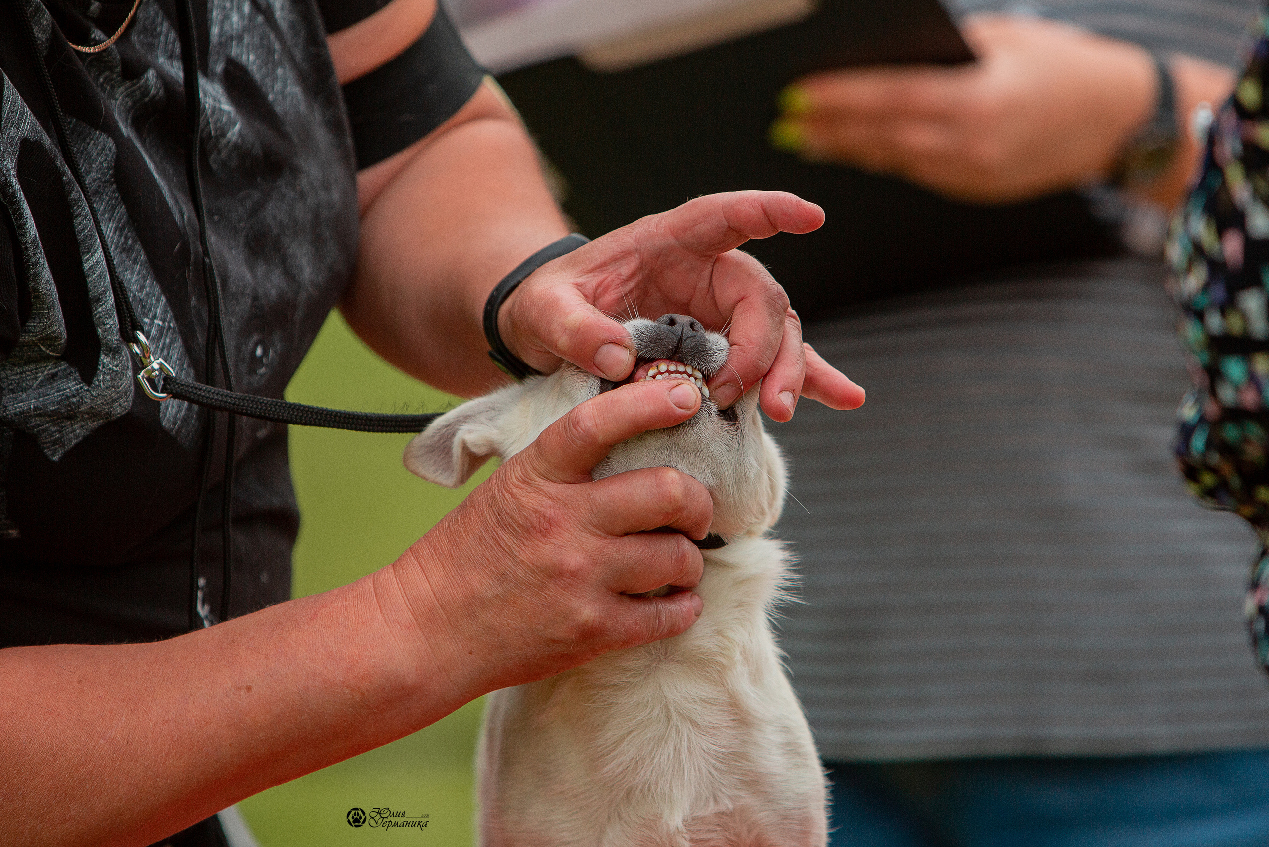 Пушкино 3хCAC 21 августа 2021. Фотограф-анималист Юлия Германика