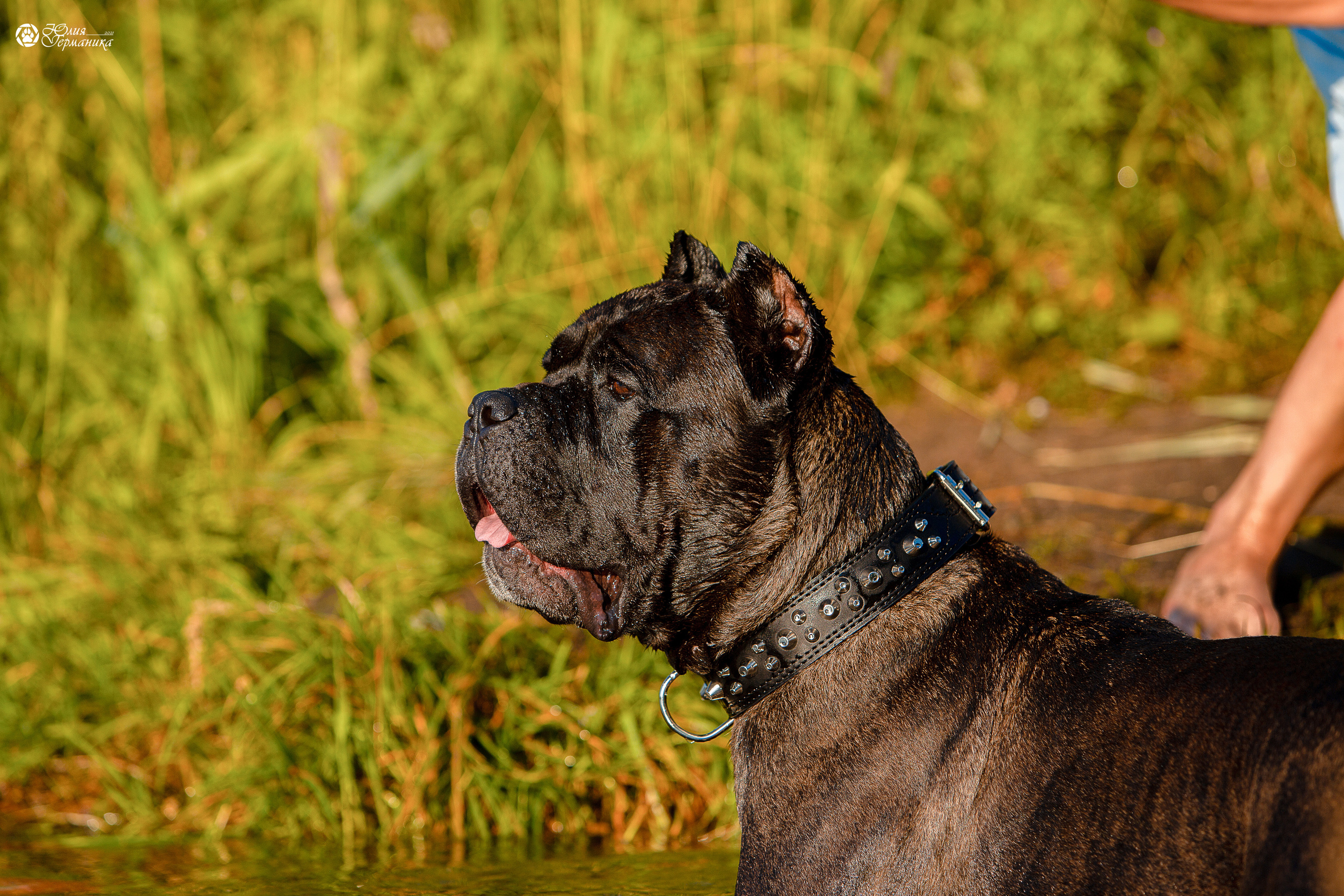 Свободная съемка. Фотограф-анималист Юлия Германика
